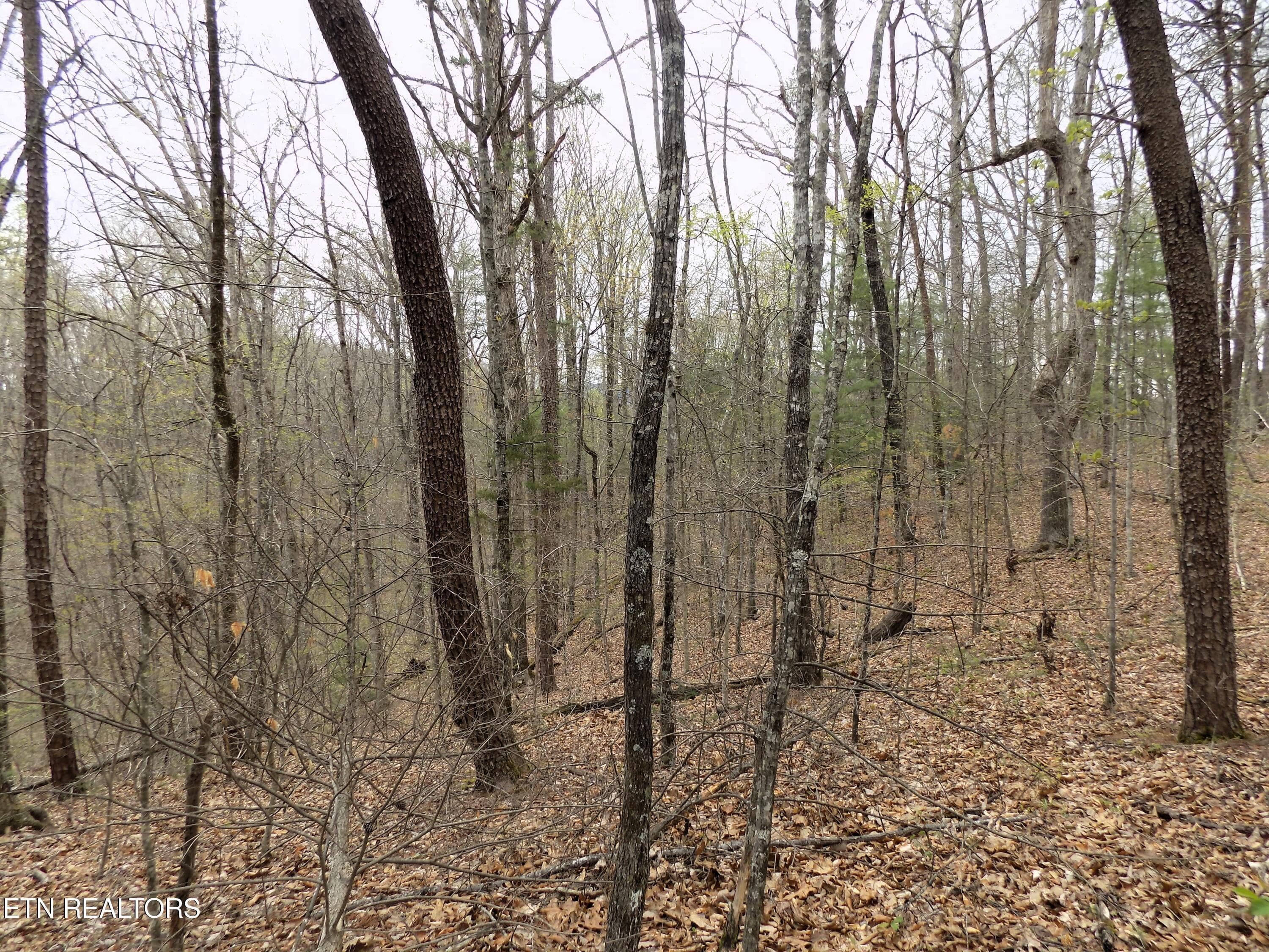 Wooded Acreage - Par 001.08 Mountain Shadow Way, Cosby, TN 37722, Cosby