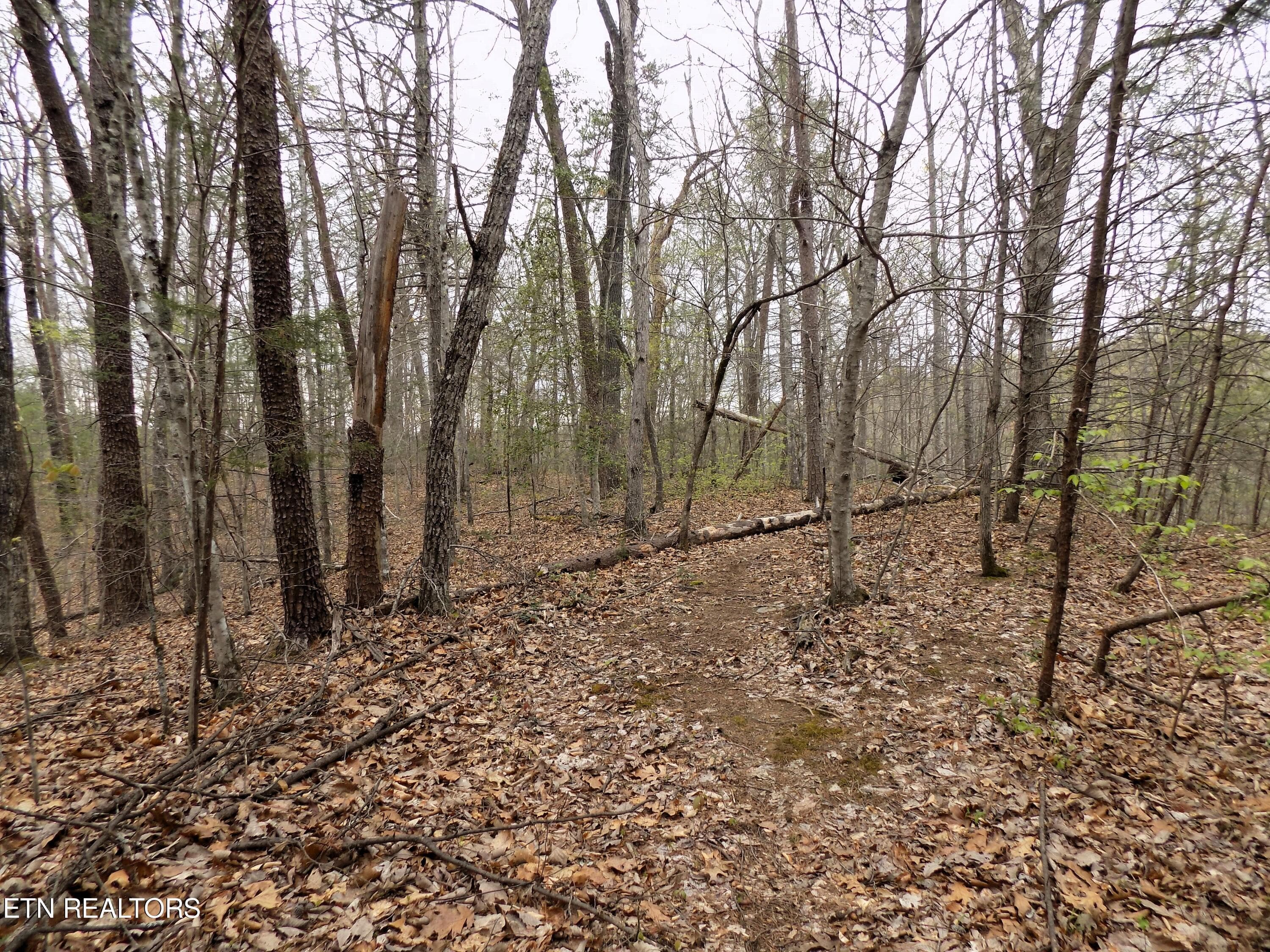 Wooded Acreage - Par 001.08 Mountain Shadow Way, Cosby, TN 37722, Cosby