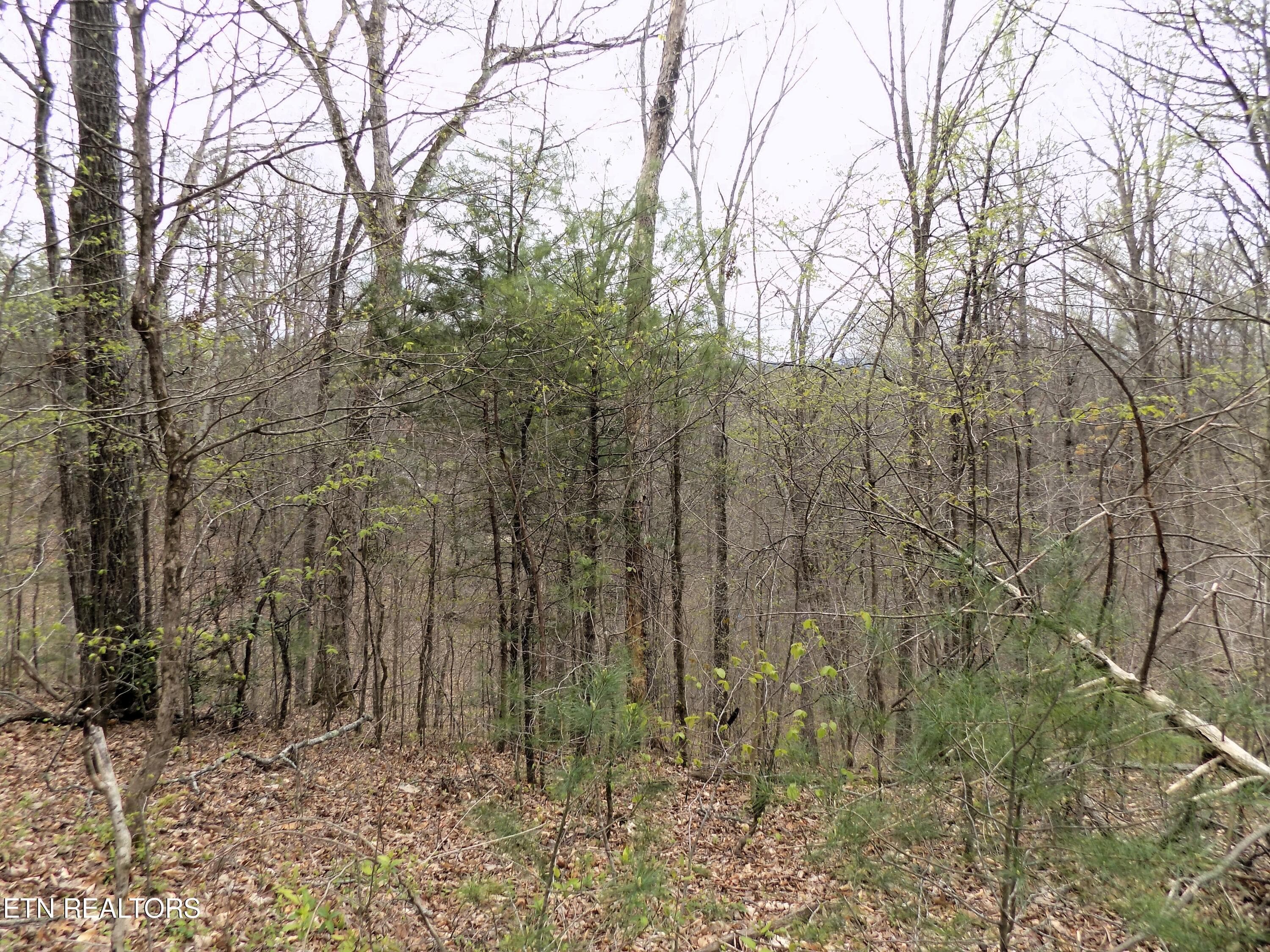 Mtn Shadow Rd Frontage - Par 001.08 Mountain Shadow Way, Cosby, TN 37722, Cosby