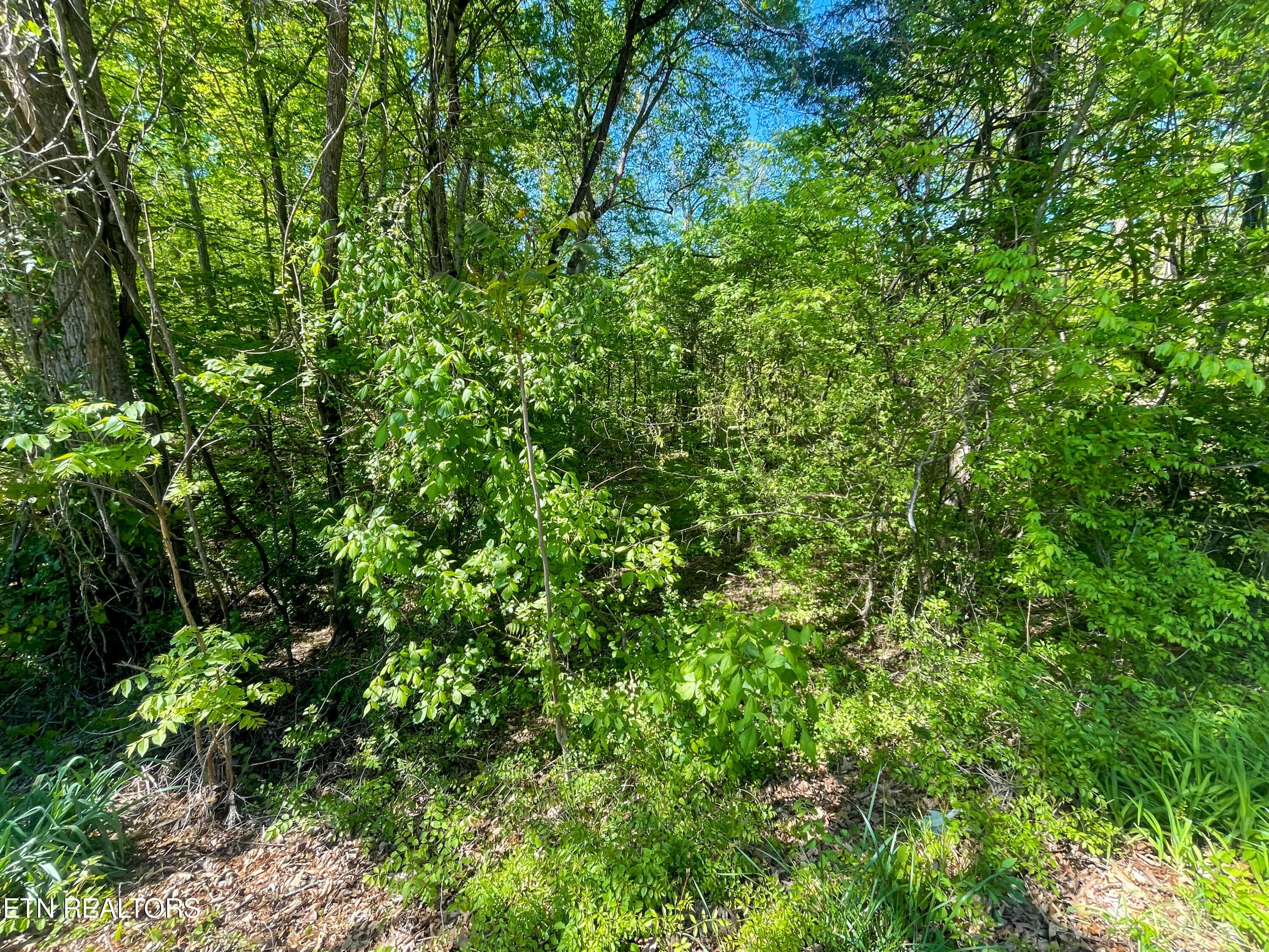 IMG_9519 - Lot 13R1 Pleasure Rd, Sevierville, TN 37876