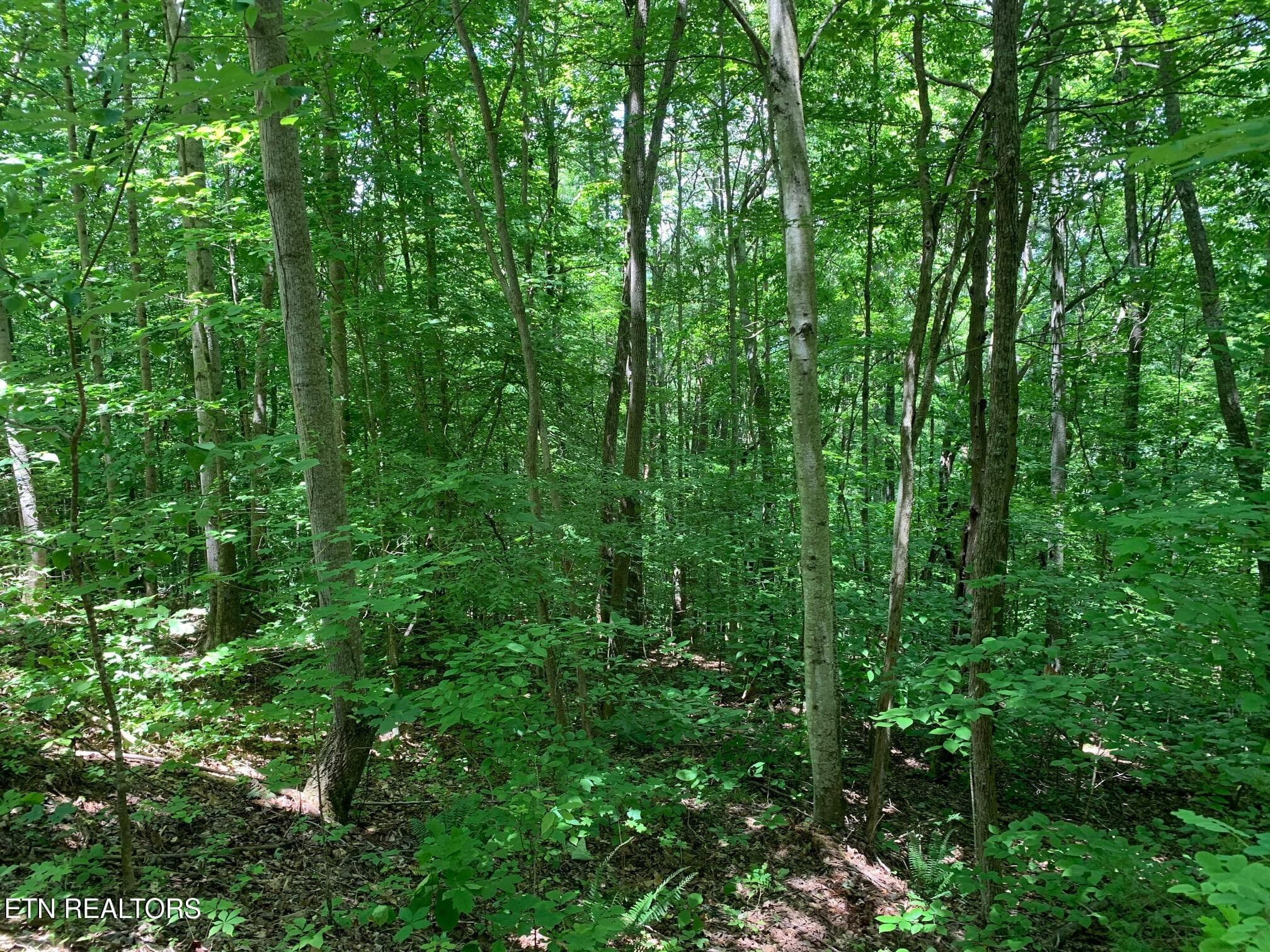 7 - S Cove Rd, Maynardville, TN 37807