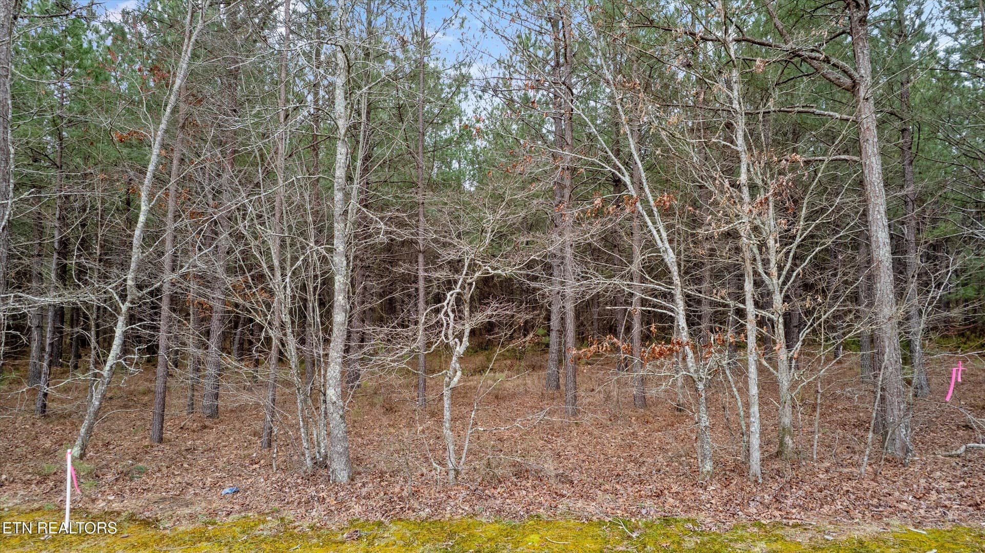 Recently Surveyed with Easement Access - 9438-0 Morgan County Hwy, Sunbright, TN 37872