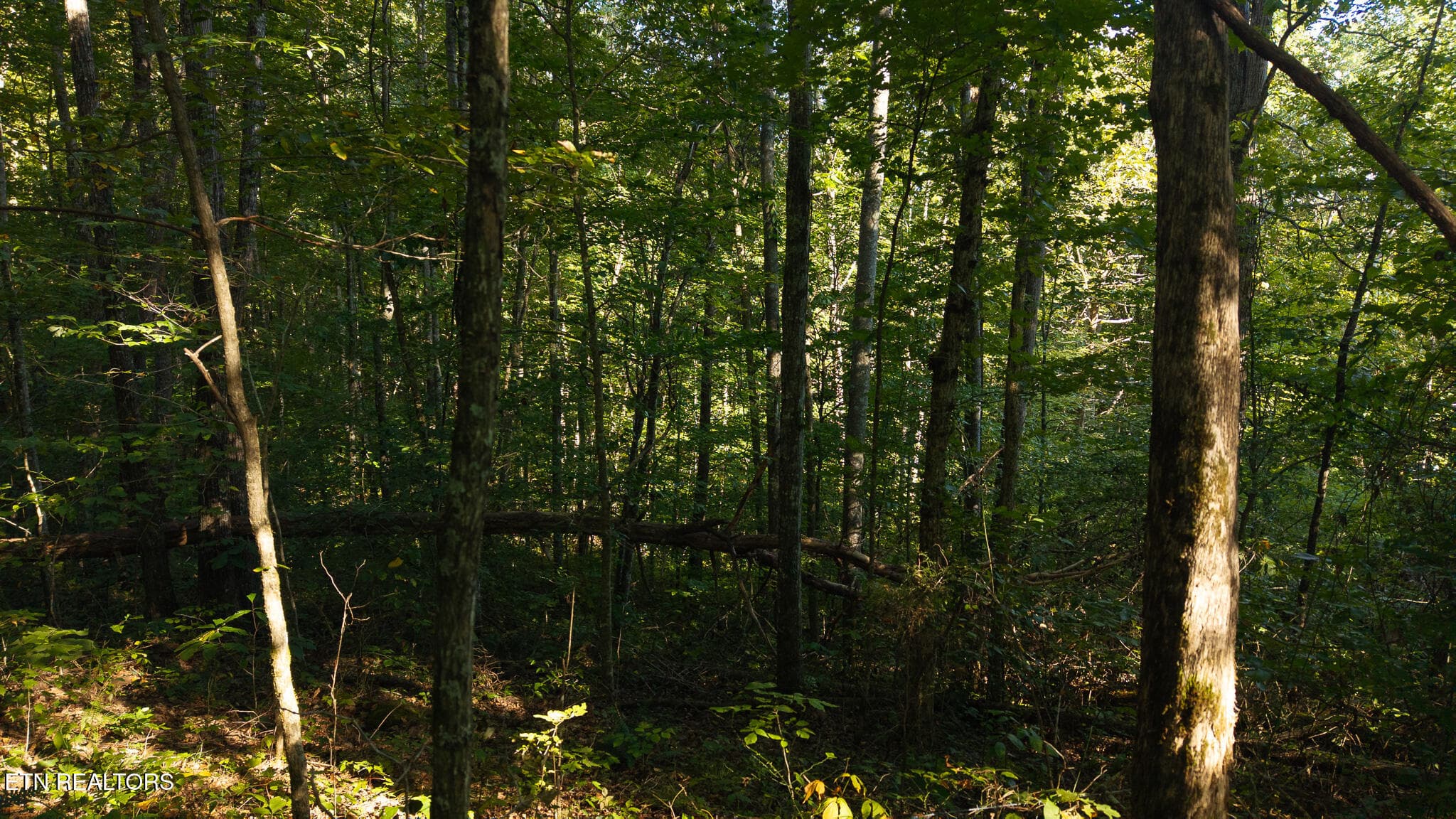 DJI_20250830174333_0392_D - 32.38 AC Off Panther Creek Rd, Sneedville, TN 37869