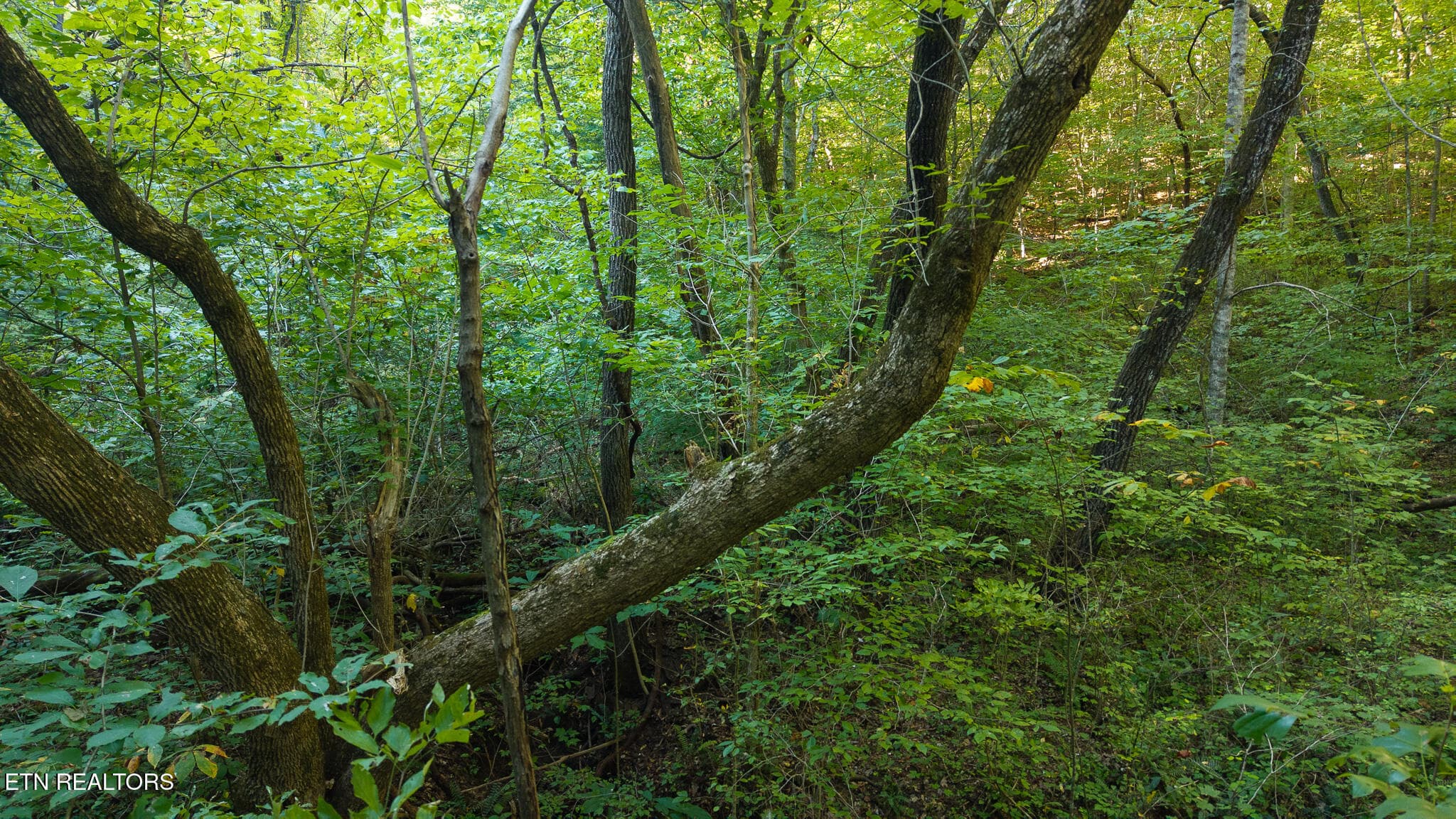 DJI_20250830175844_0400_D - 32.38 AC Off Panther Creek Rd, Sneedville, TN 37869