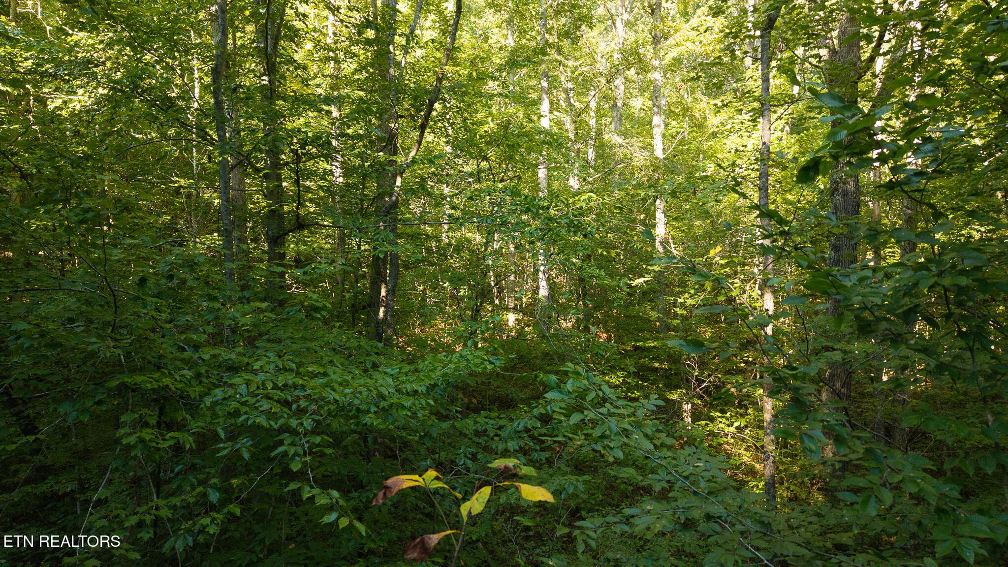 DJI_20250830175934_0404_D - 32.38 AC Off Panther Creek Rd, Sneedville, TN 37869