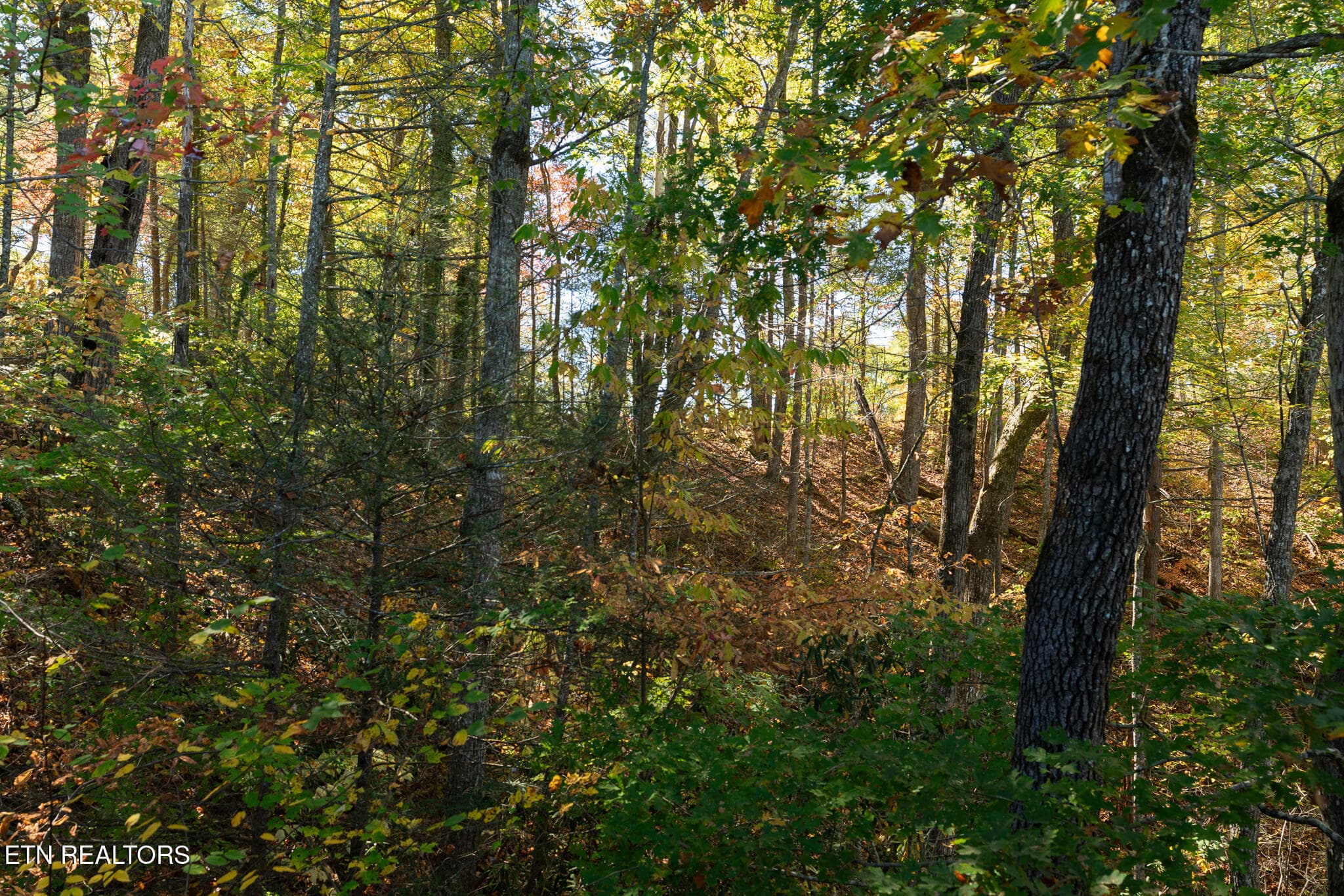 untitled-22 - 753 Glory Ridge Way, Gatlinburg, TN 37738, Gatlinburg