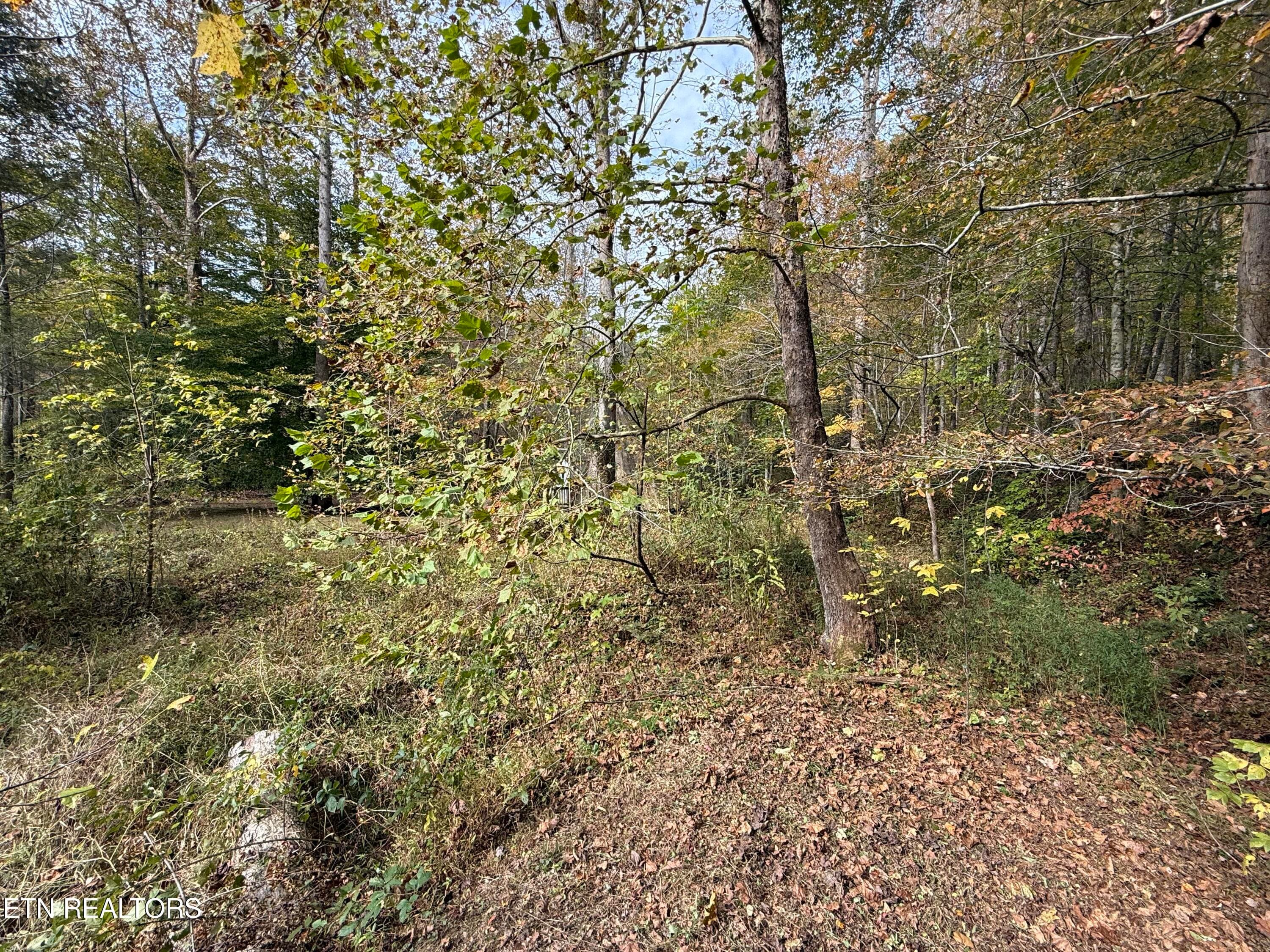 IMG_3119 - 468 Bobcat Ridge Way, Cosby, TN 37722, Cosby