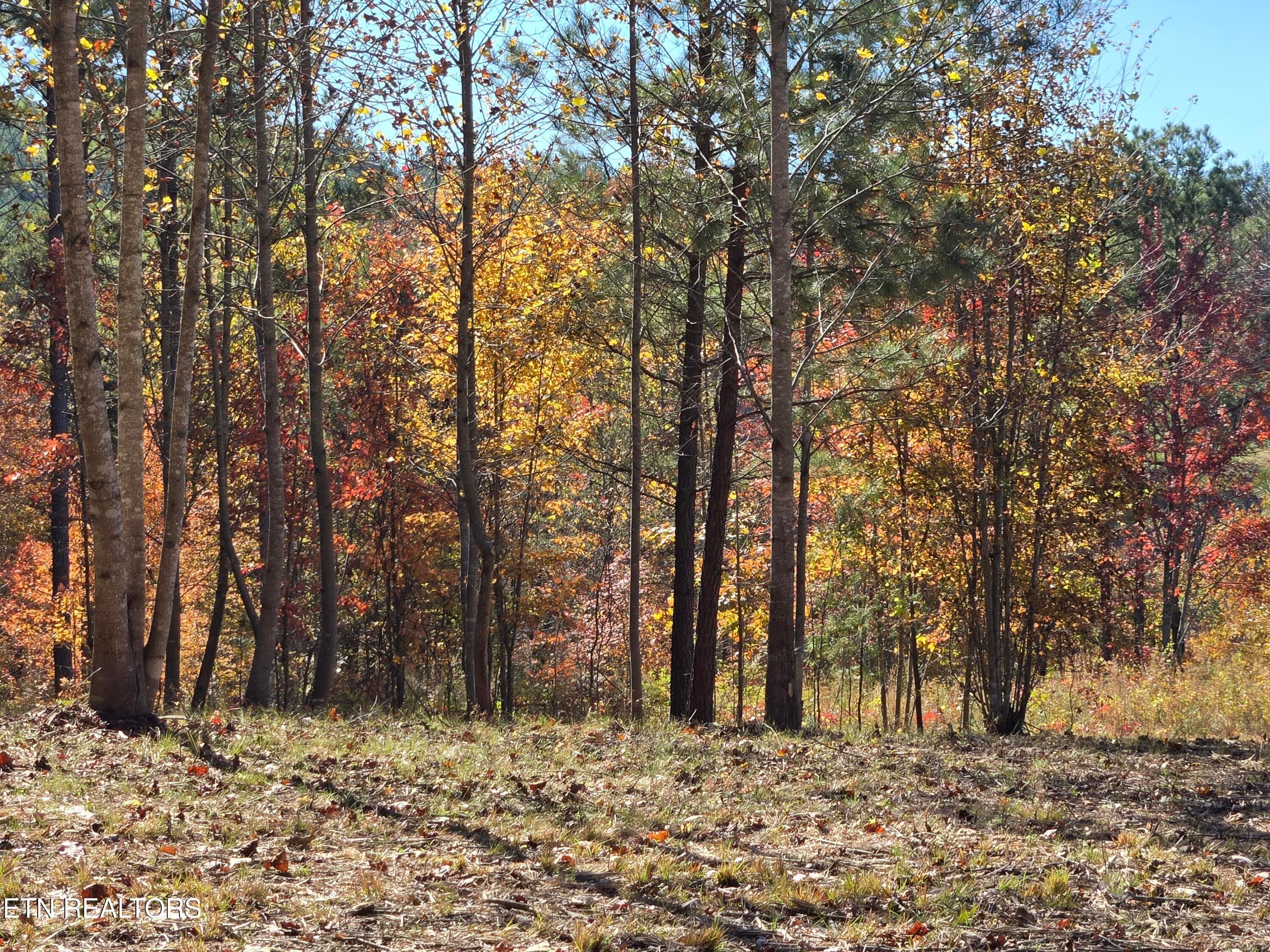 Northern Boundary Tree Line - Lot 1070 Birds Eye Way, Guild, TN 37340