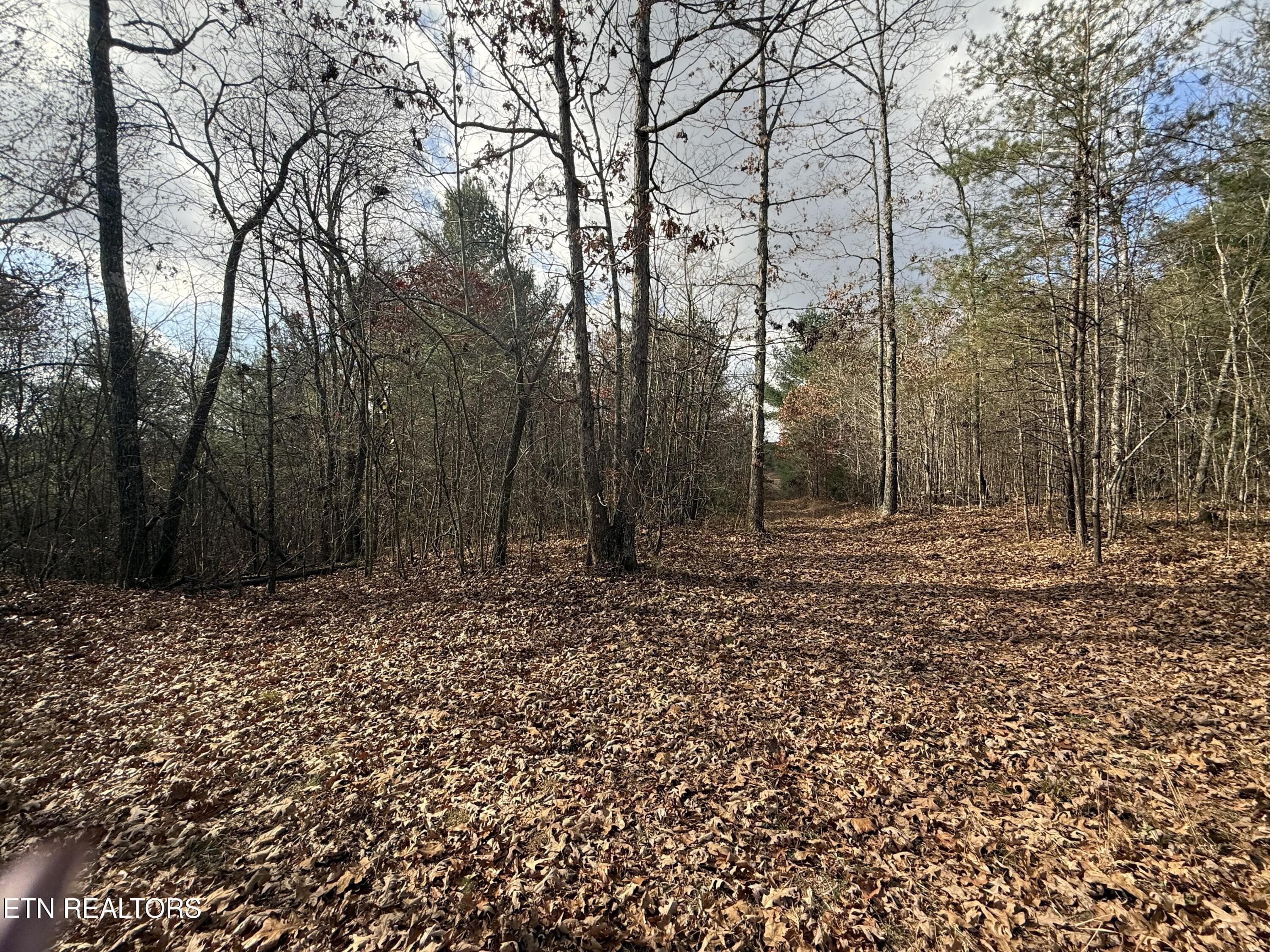 IMG_5888 - Valerie Drive 10.77 acres Drive, Deer Lodge, TN 37726, Deer Lodge