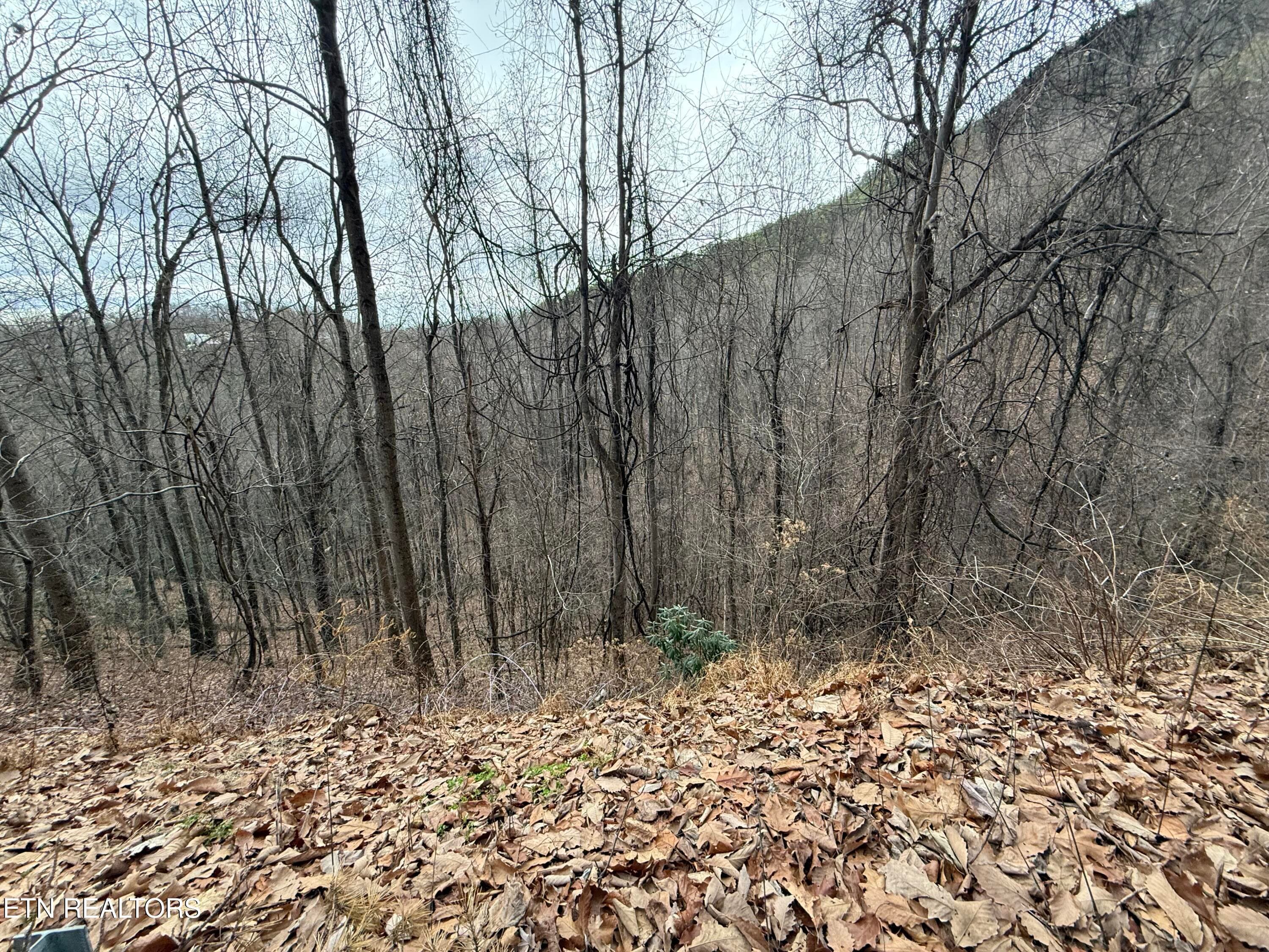 IMG_6521 - Lot 34 Alpine Drive, Sevierville, TN 37876
