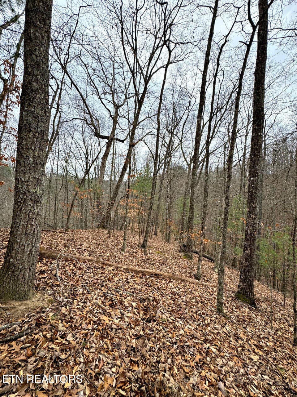 3 - 520 Jonny Carrier Hollow Rd, Bluff City, TN 37618, Bluff City