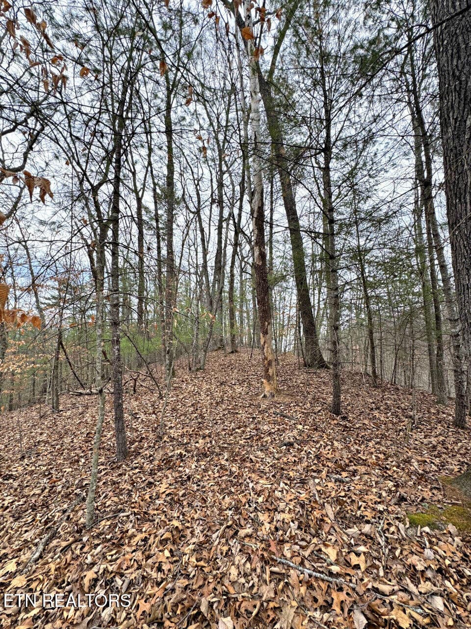 4 - 520 Jonny Carrier Hollow Rd, Bluff City, TN 37618, Bluff City