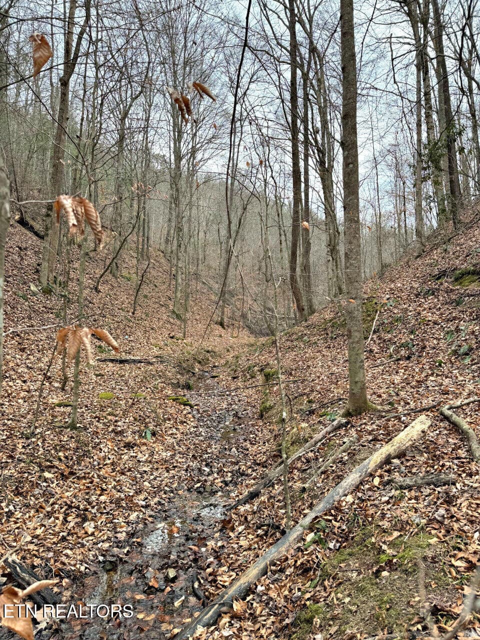 21 - 520 Jonny Carrier Hollow Rd, Bluff City, TN 37618, Bluff City