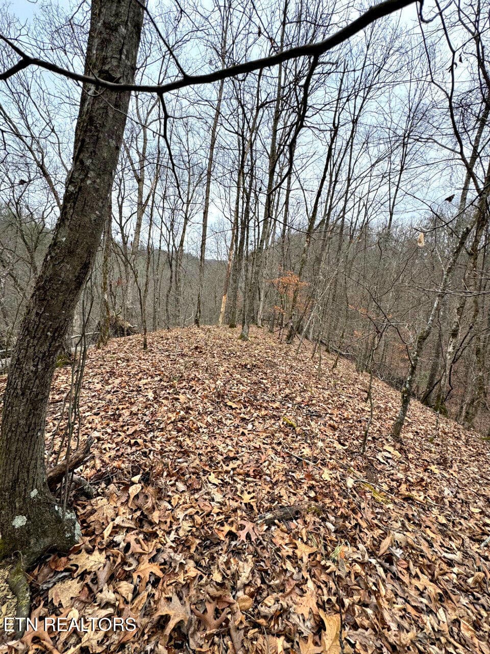 30 - 520 Jonny Carrier Hollow Rd, Bluff City, TN 37618, Bluff City