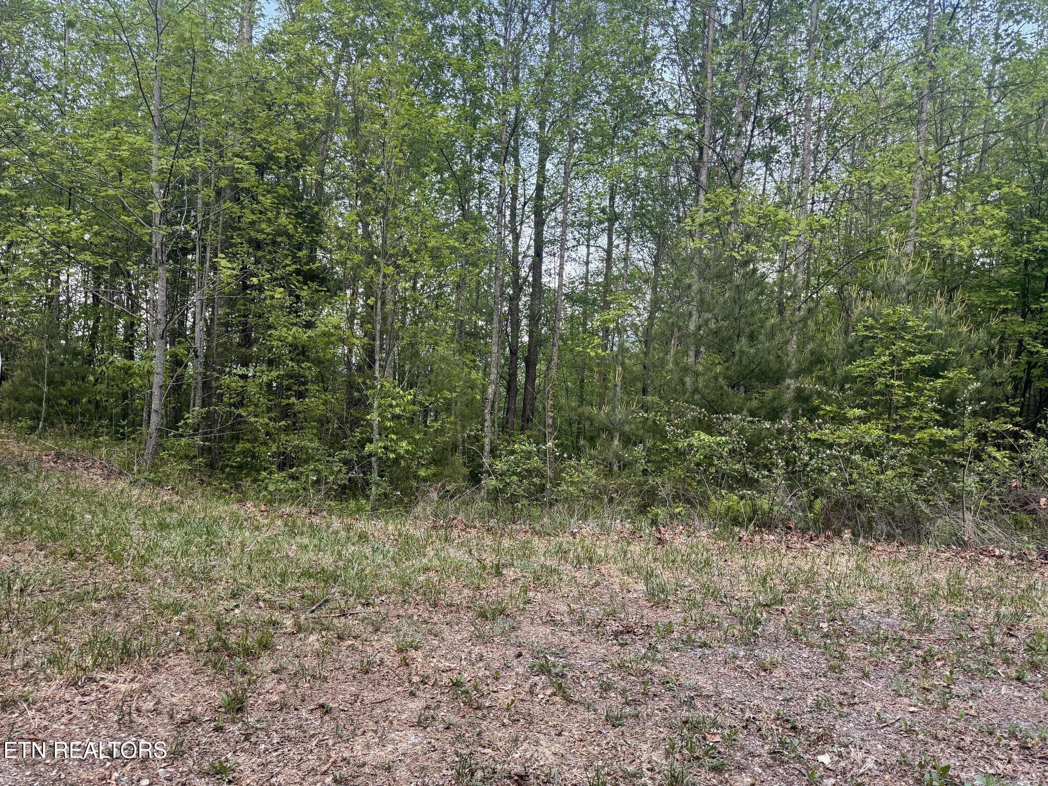 Potential House Site - Lot 41 Black Maple Way, Del Rio, TN 37727, Del Rio
