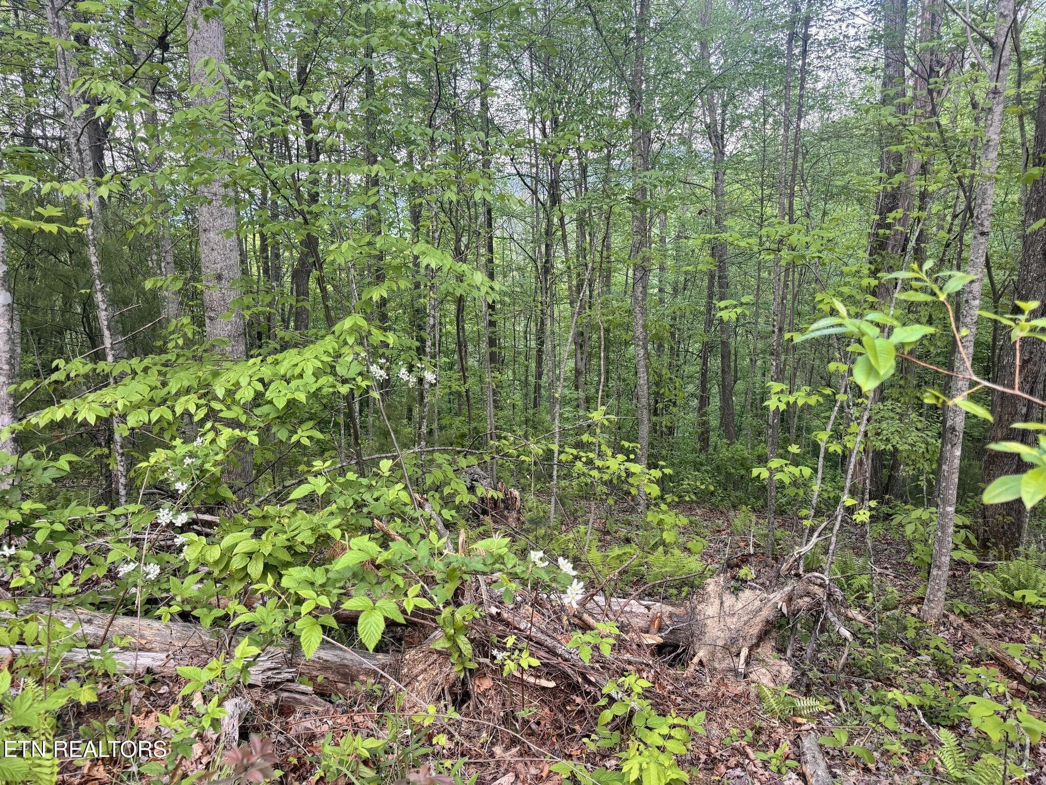 Potential House Site - Lot 41 Black Maple Way, Del Rio, TN 37727, Del Rio