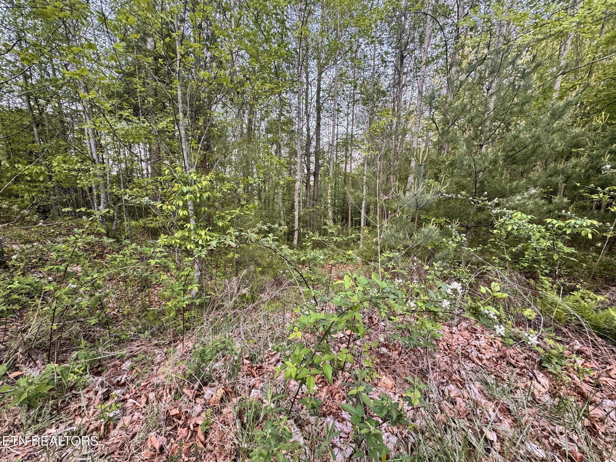 Potential House Site - Lot 41 Black Maple Way, Del Rio, TN 37727, Del Rio