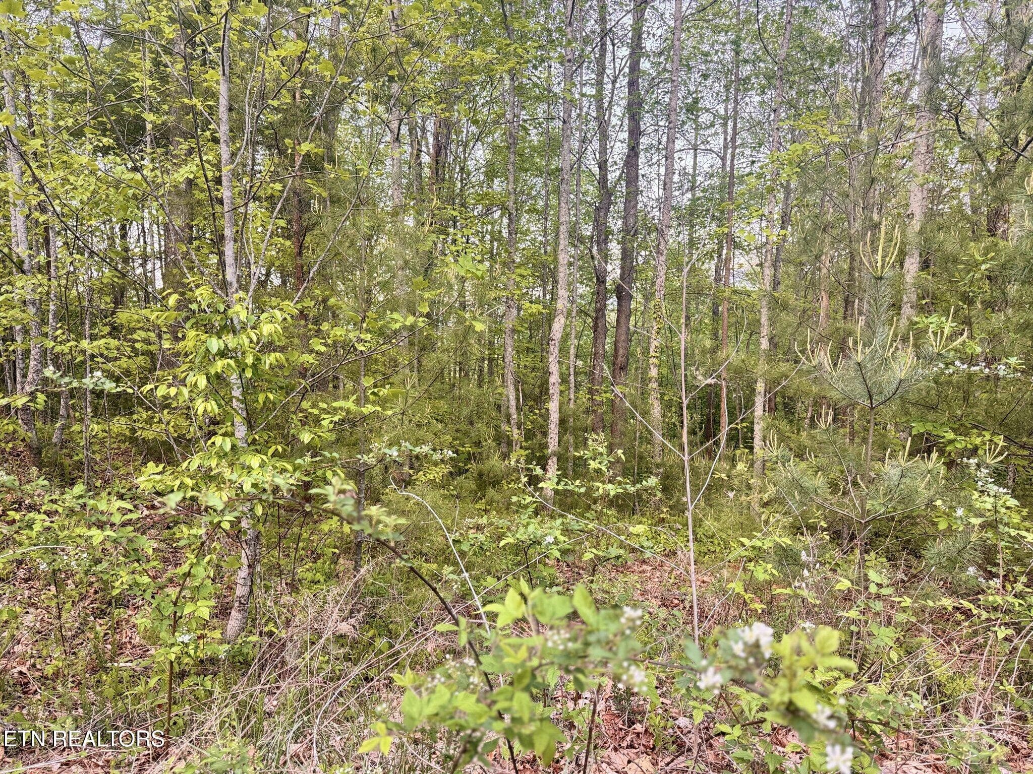 Potential House Site - Lot 41 Black Maple Way, Del Rio, TN 37727, Del Rio