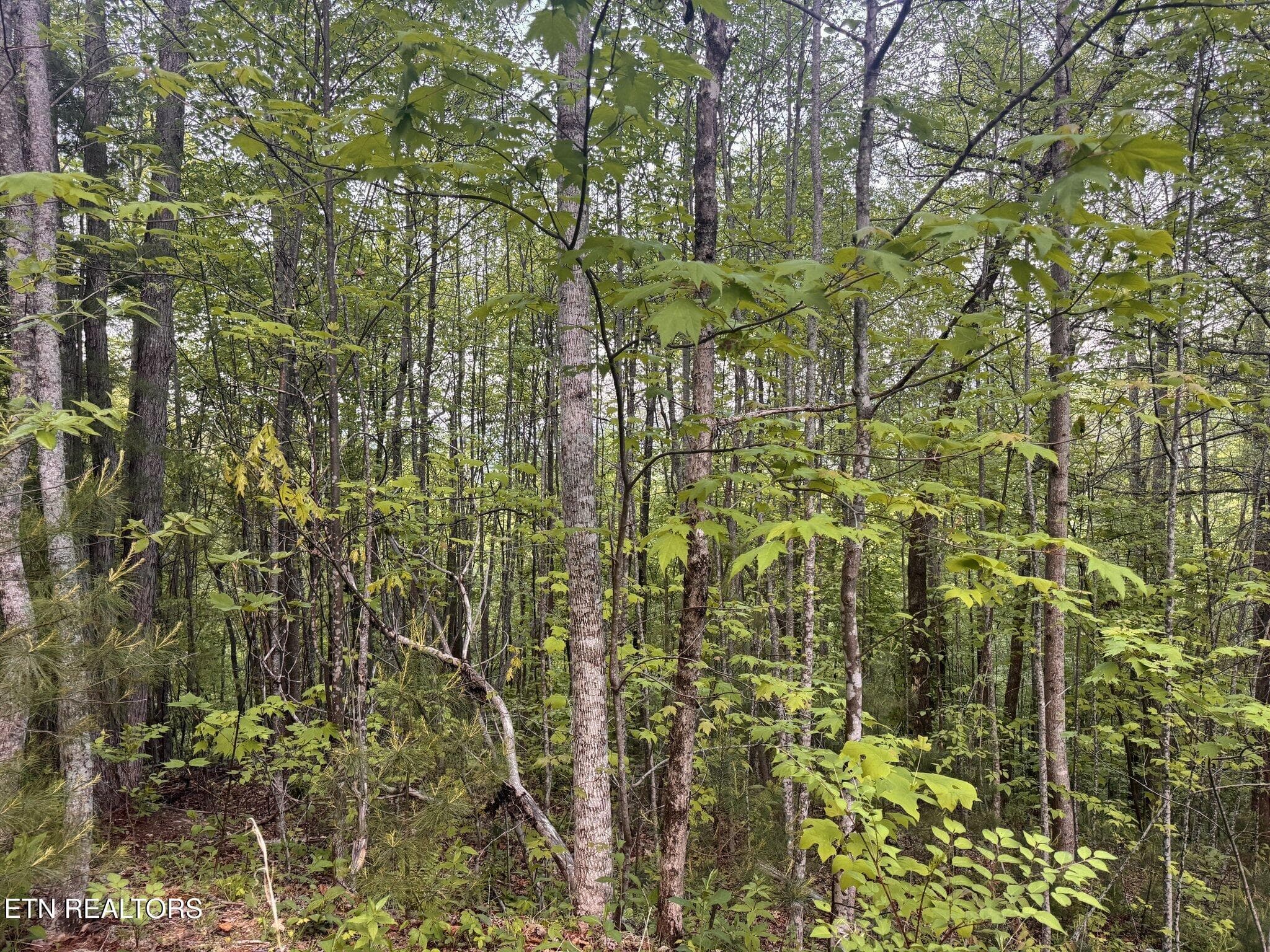 Potential House Site - Lot 41 Black Maple Way, Del Rio, TN 37727, Del Rio