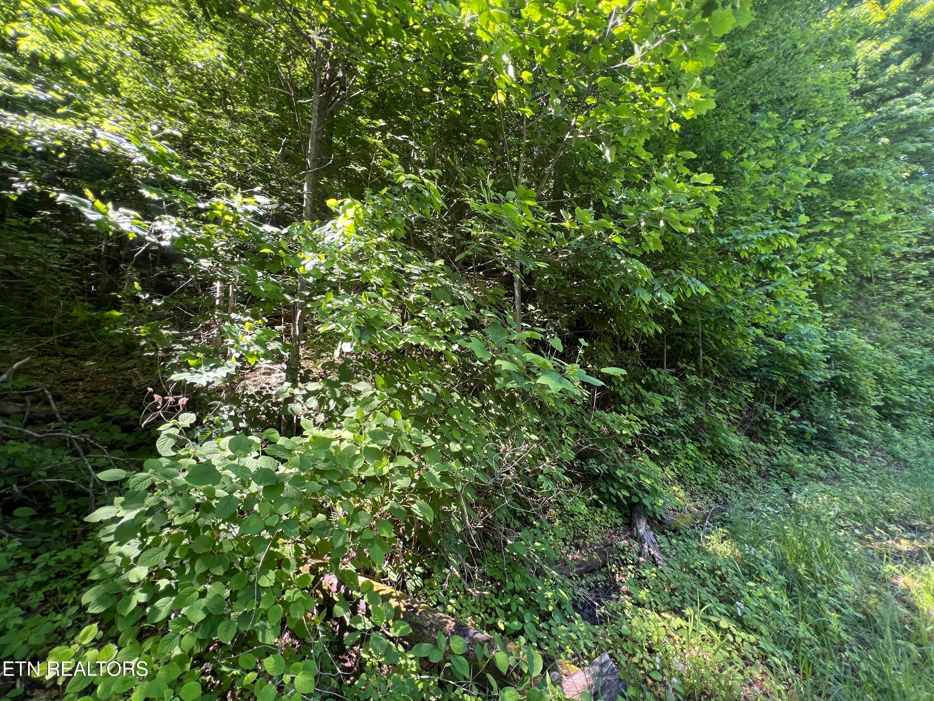 IMG_8416 - Apache Rd, Jamestown, TN 38556