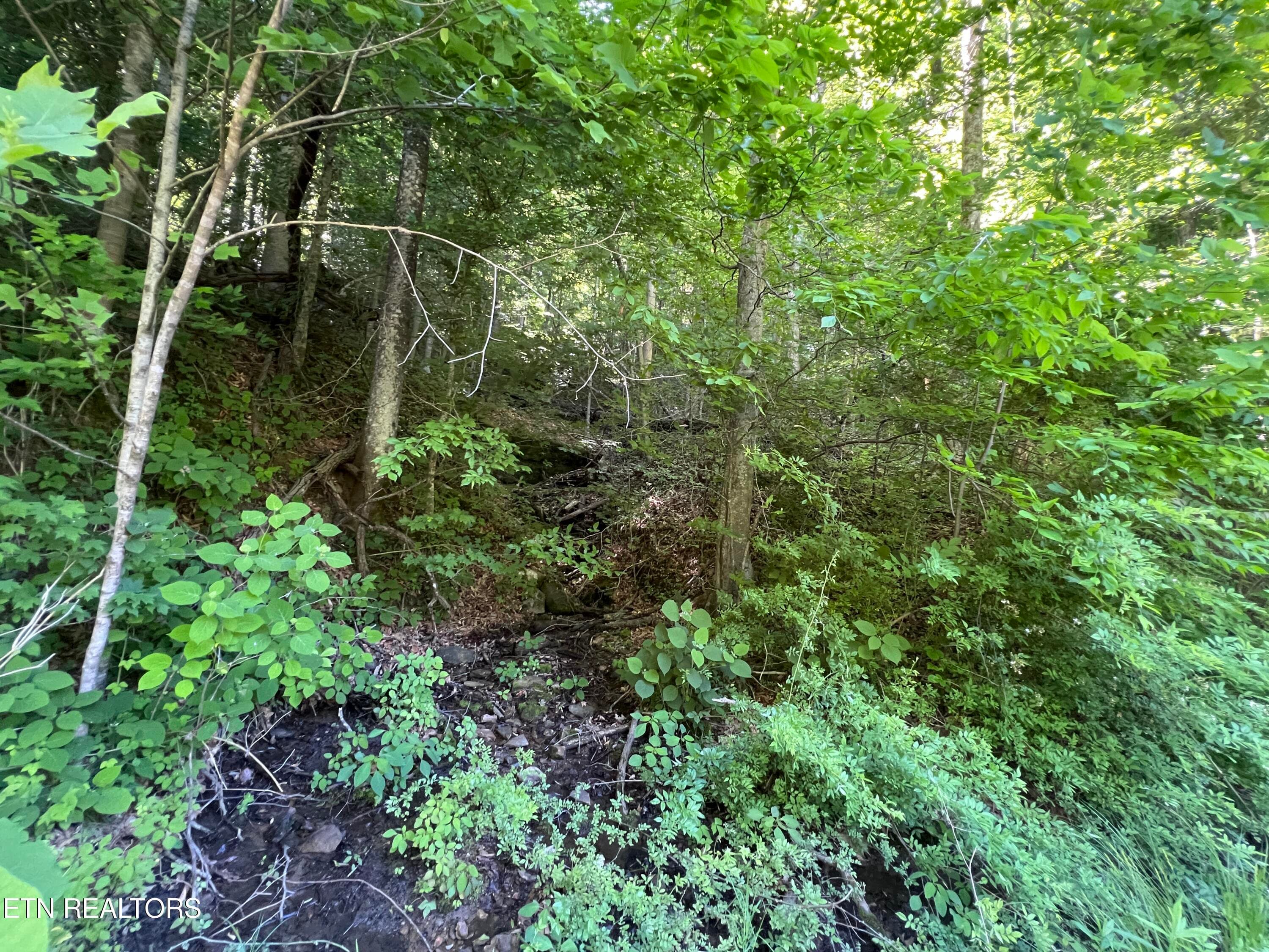IMG_8417 - Apache Rd, Jamestown, TN 38556