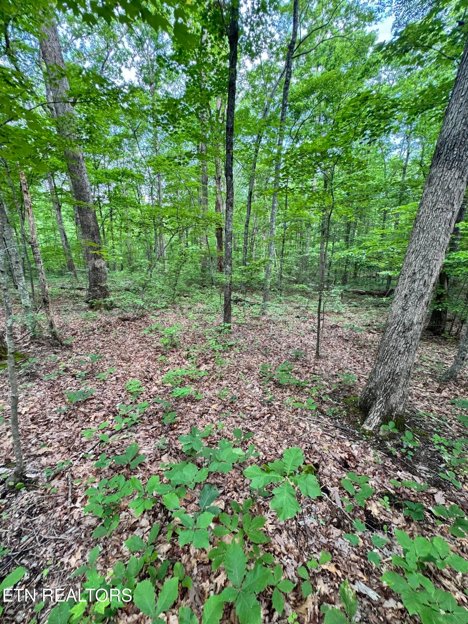 Prettiest Sunset Way Lot #5, Seymour, TN 37865