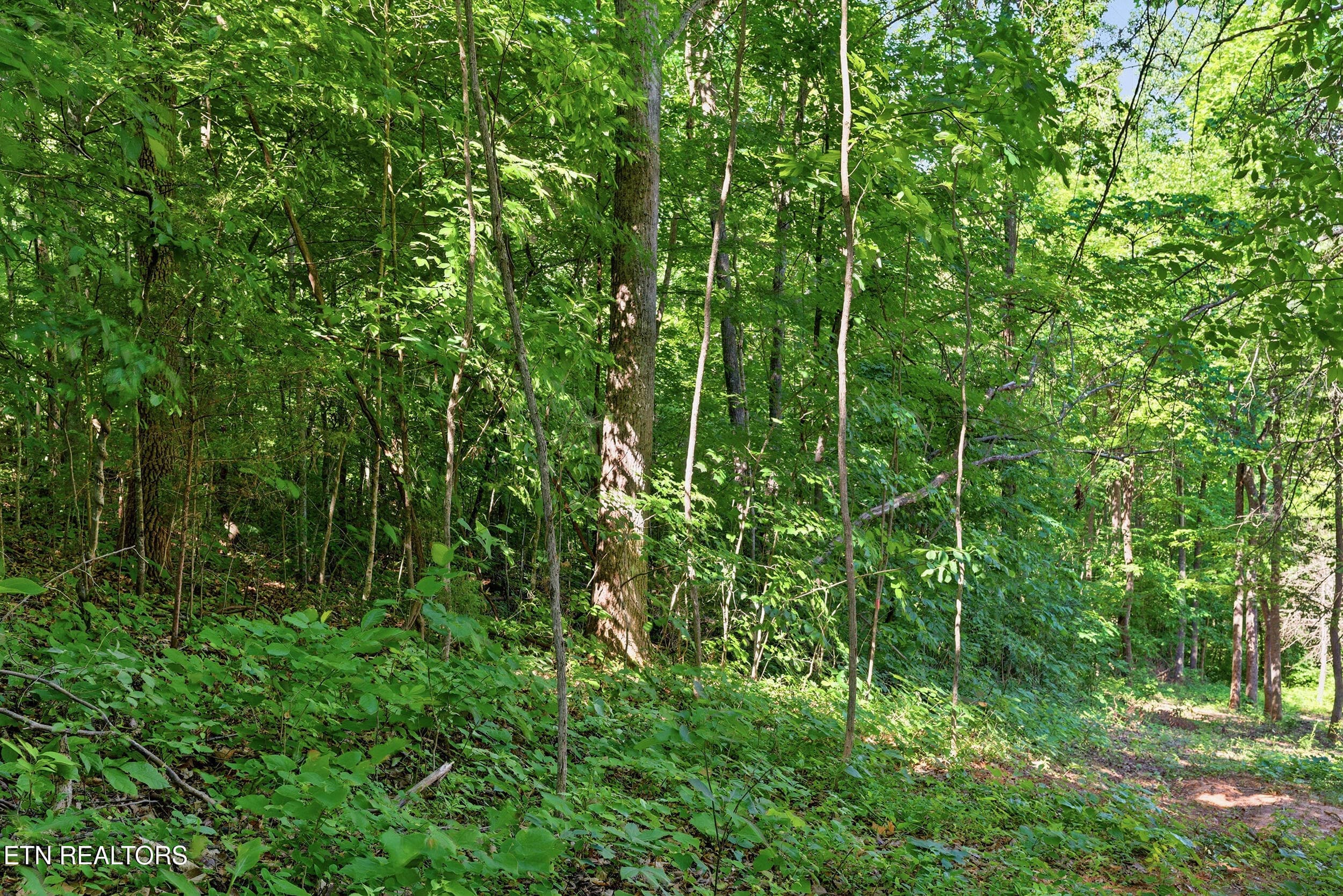 5_steviawy005 - Lots 32&33 Stevia Way, Cosby, TN 37722