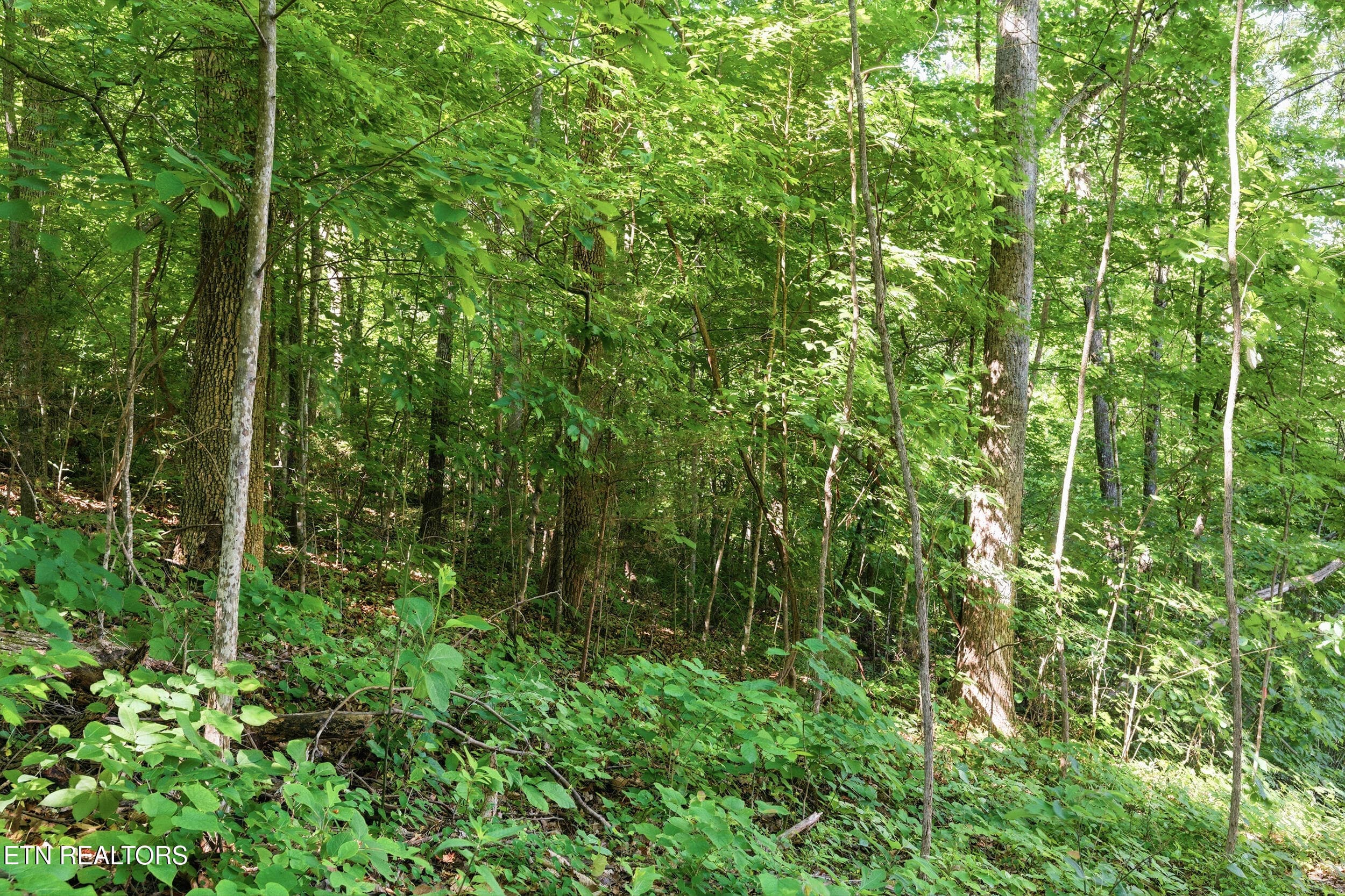 6_steviawy006 - Lots 32&33 Stevia Way, Cosby, TN 37722