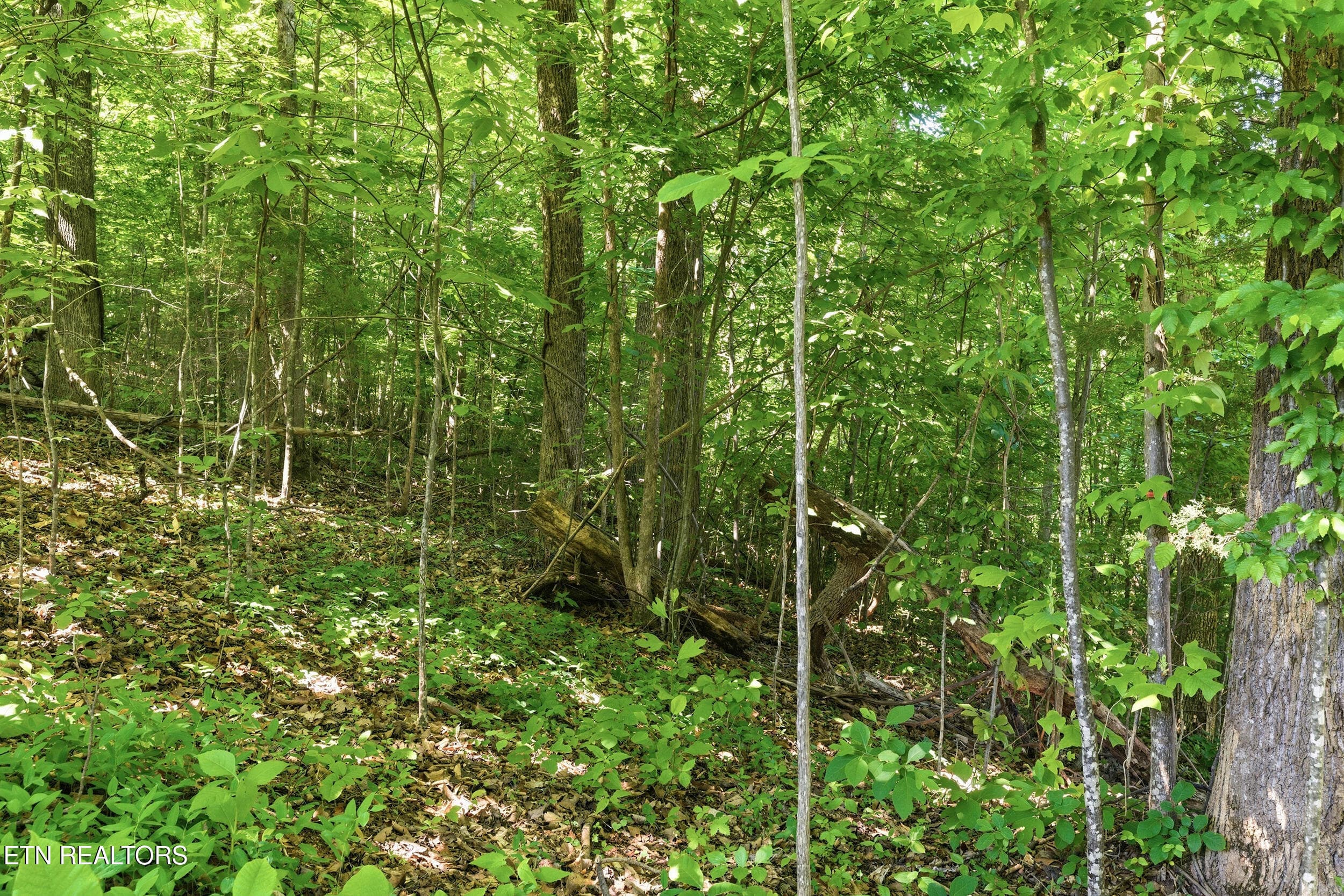 8_steviawy008 - Lots 32&33 Stevia Way, Cosby, TN 37722