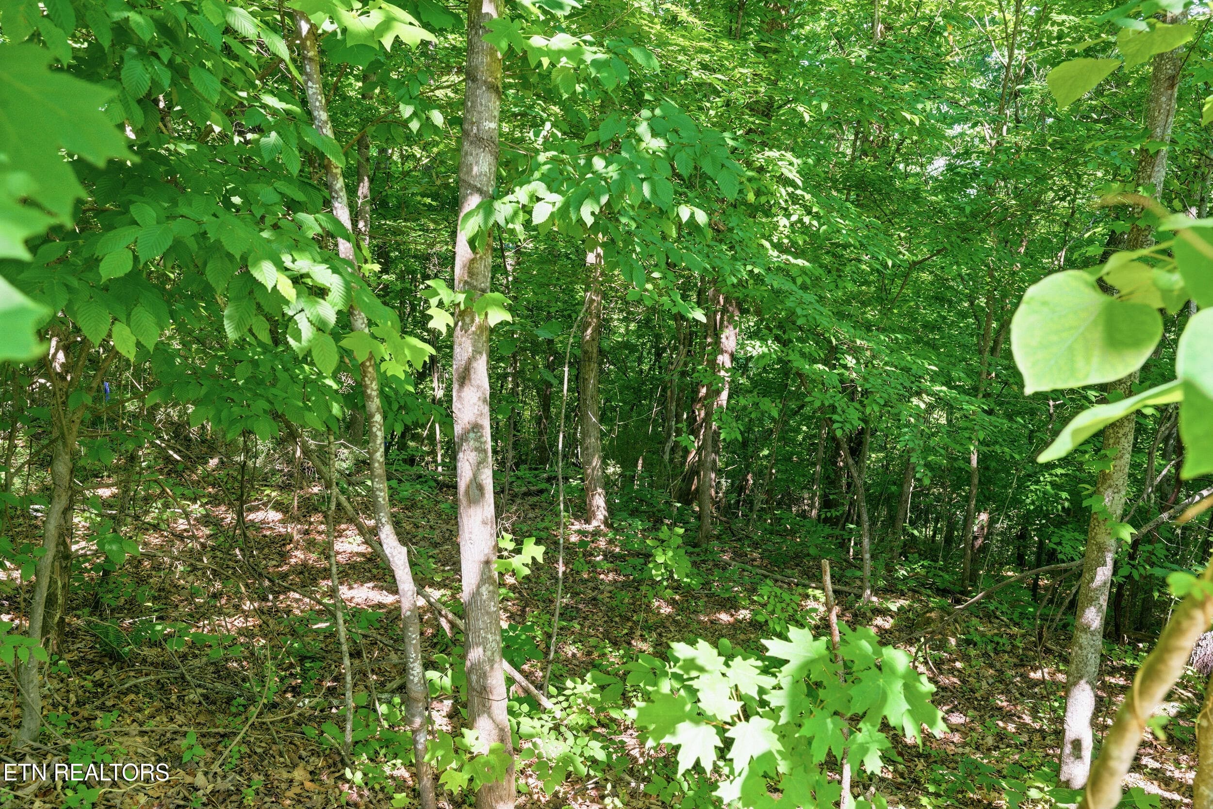 9_steviawy009 - Lots 32&33 Stevia Way, Cosby, TN 37722