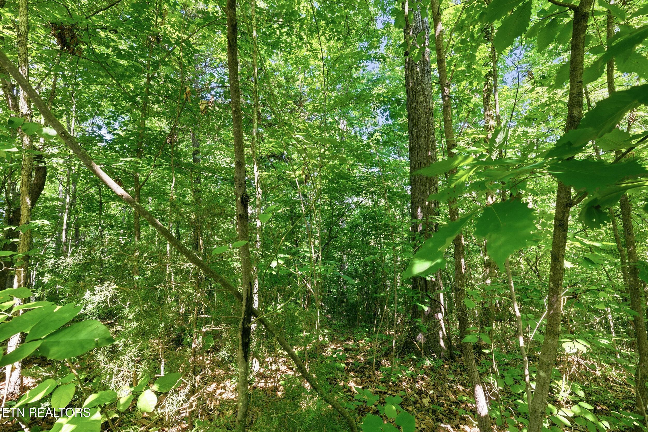 11_steviawy011 - Lots 32&33 Stevia Way, Cosby, TN 37722