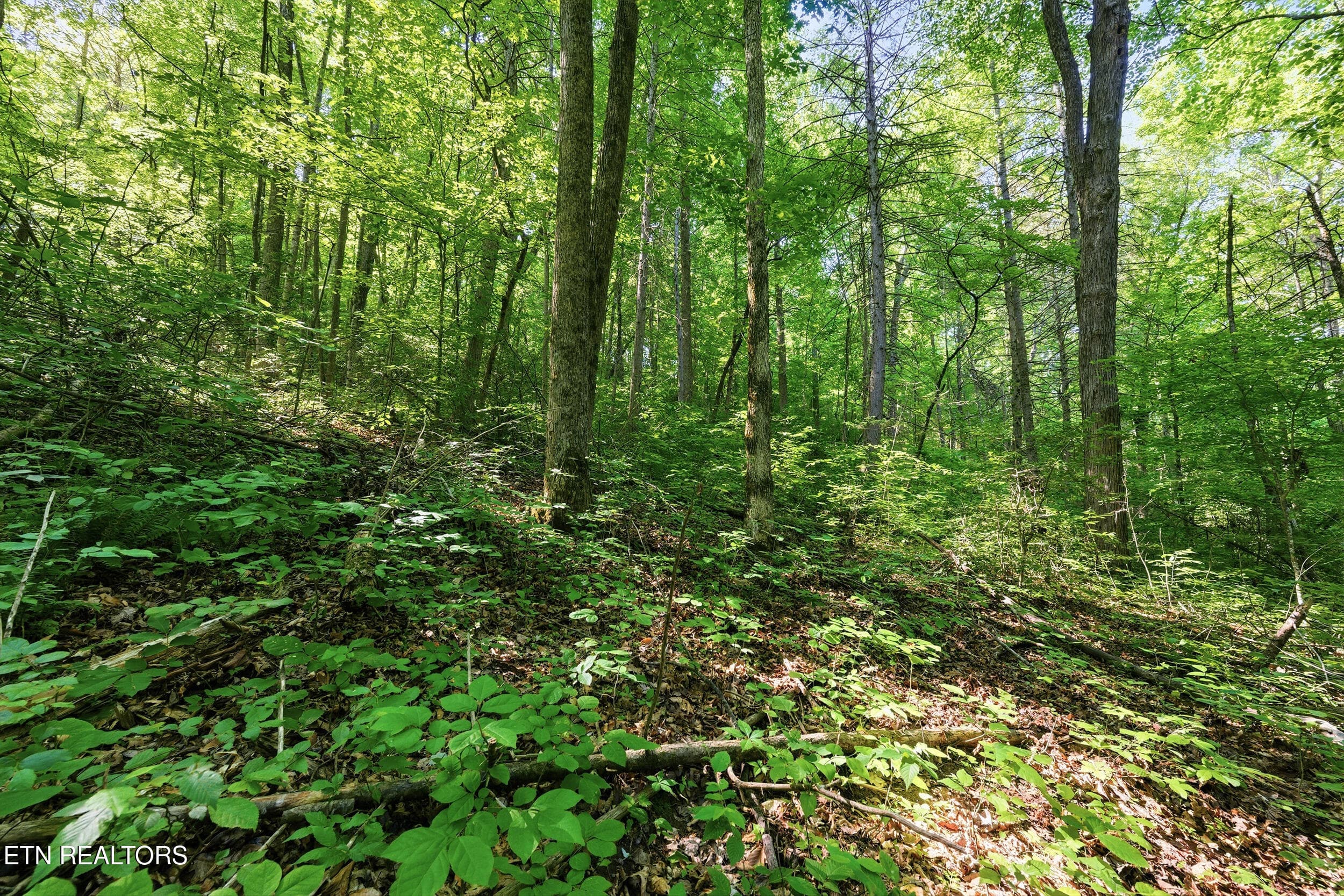 17_steviawy015 - Lots 32&33 Stevia Way, Cosby, TN 37722