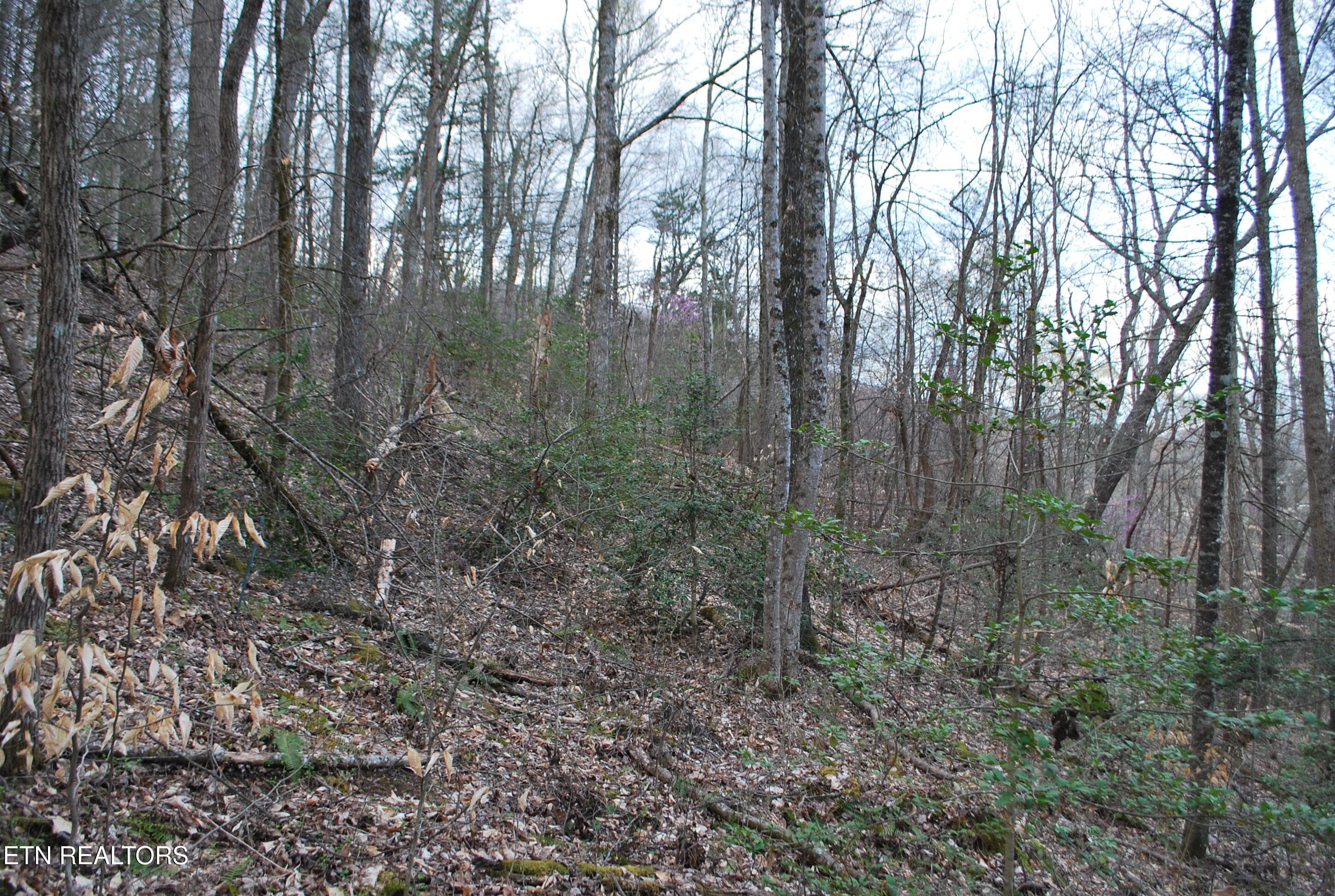 DSC_0014 - Lots 32&33 Stevia Way, Cosby, TN 37722