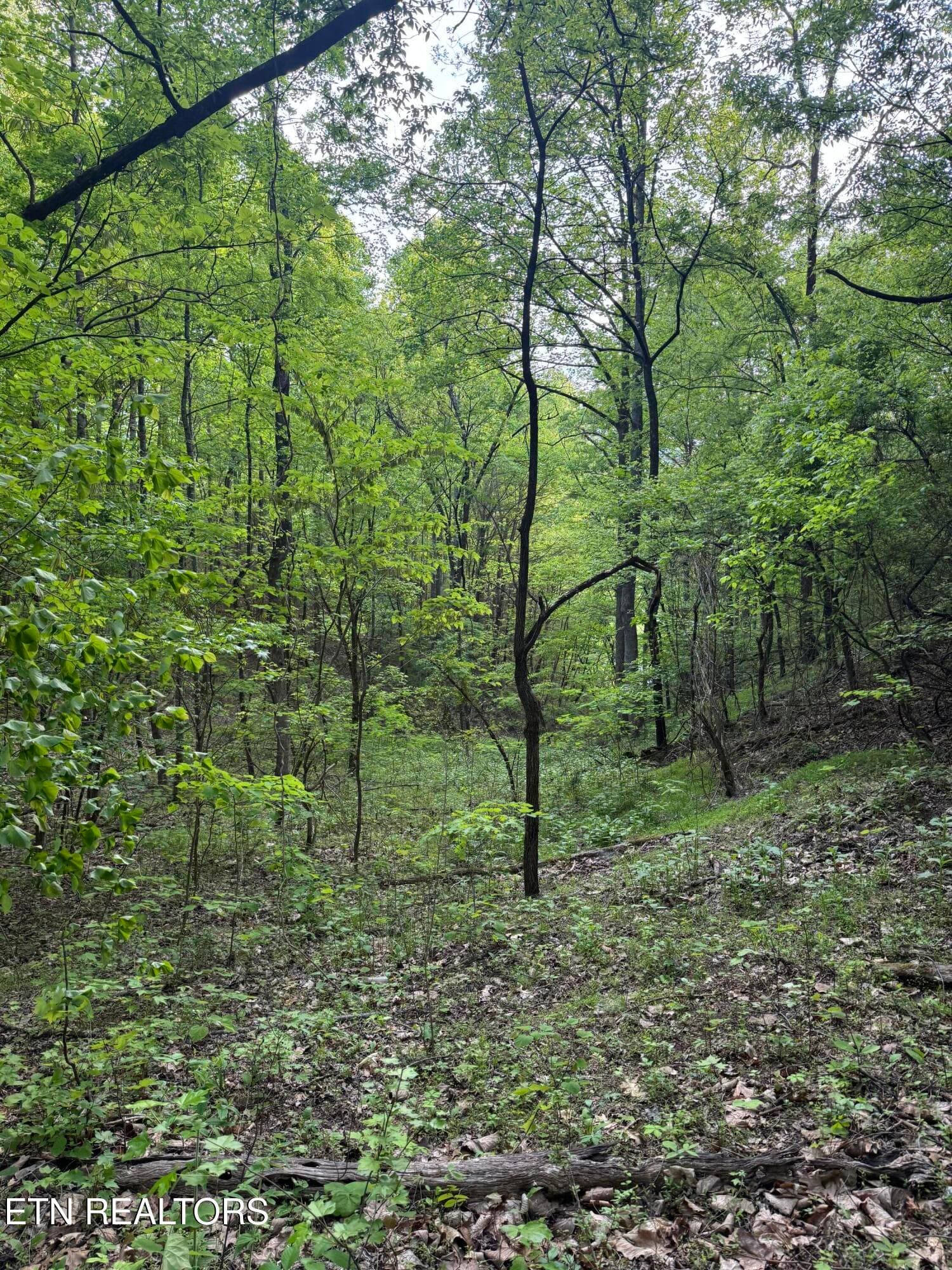 IMG_8427 - 332 Padgett Mill Rd, Cosby, TN 37722