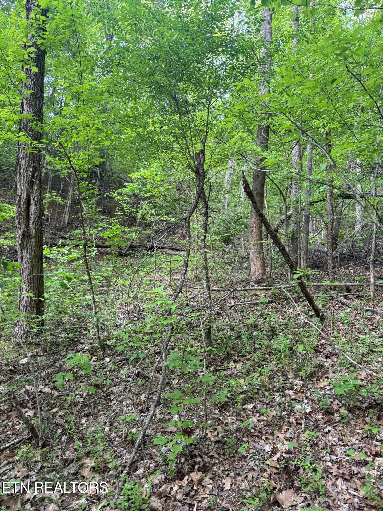 IMG_8423 - 332 Padgett Mill Rd, Cosby, TN 37722
