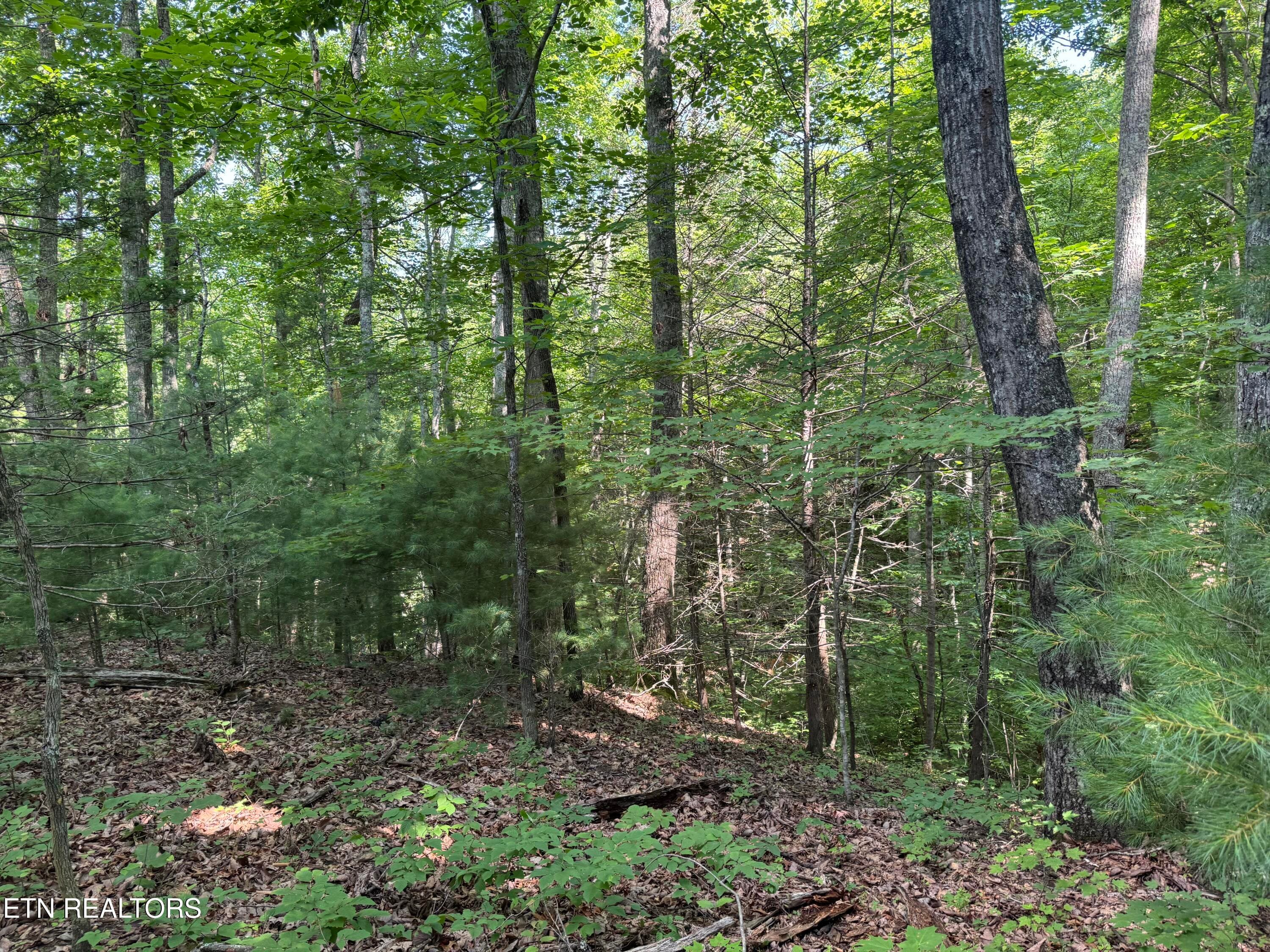IMG_0356 - 332 Padgett Mill Rd, Cosby, TN 37722