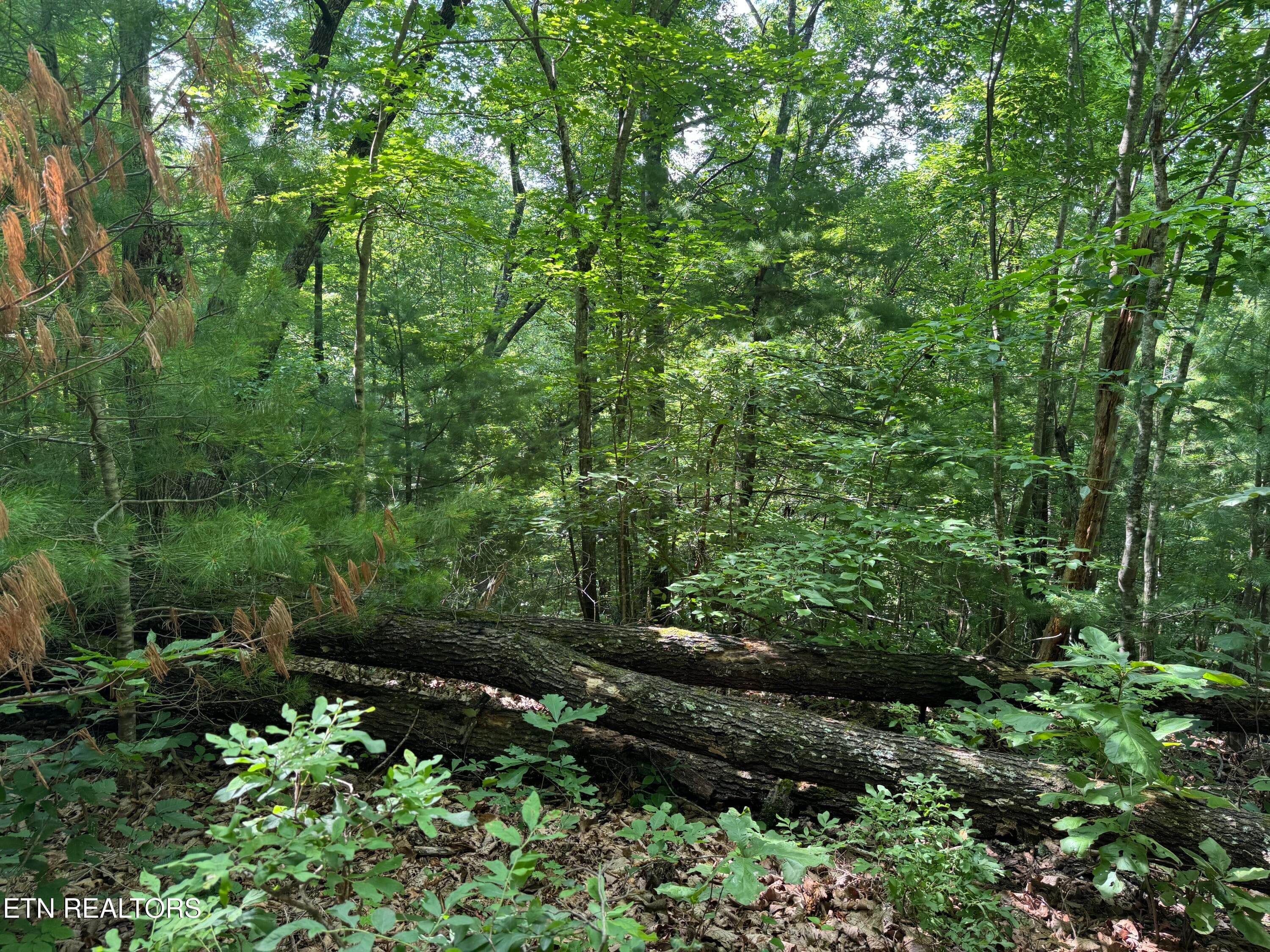 IMG_0358 - 332 Padgett Mill Rd, Cosby, TN 37722