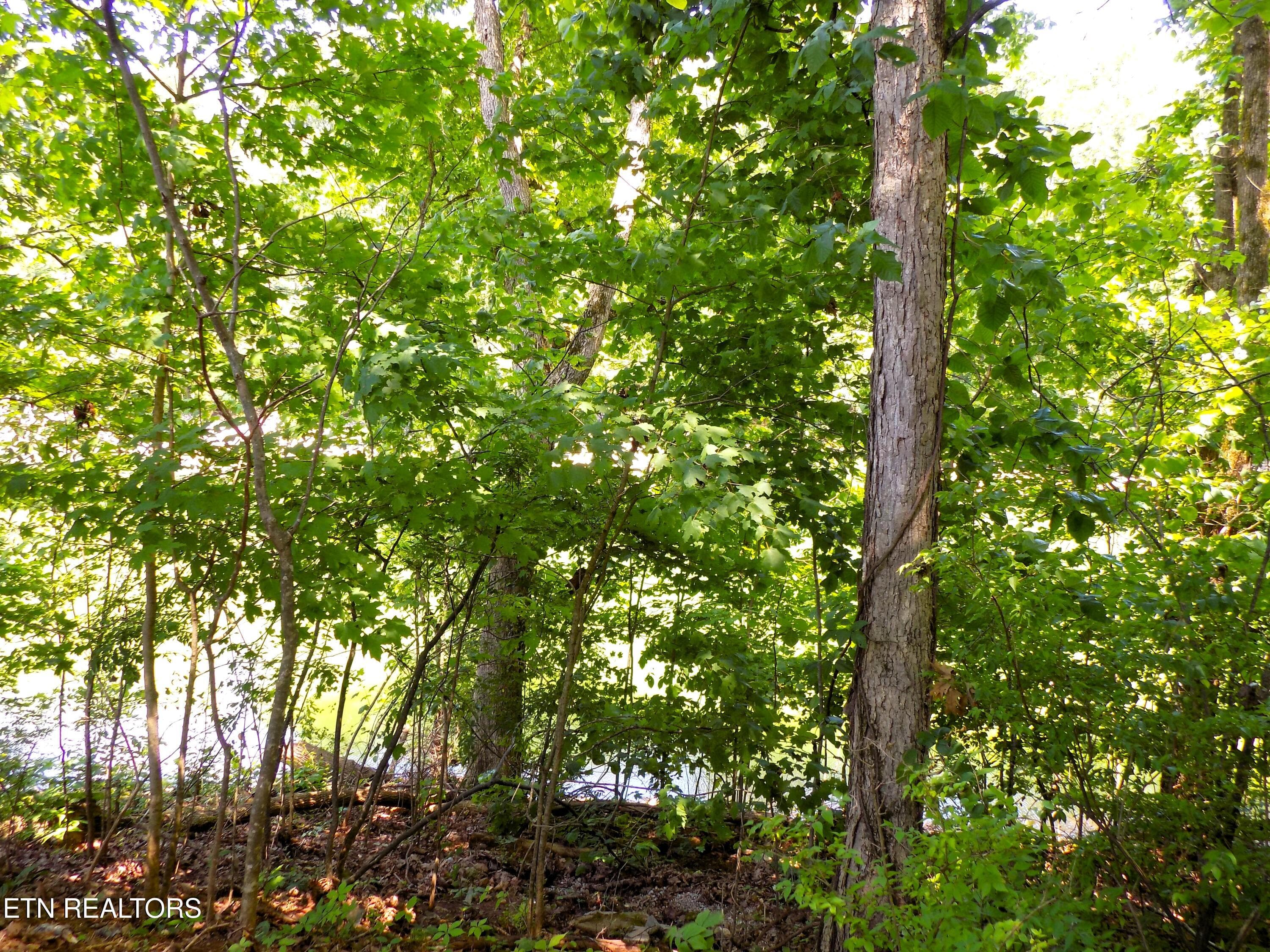 Lot 13 - Lot 13 Shorewood Point, Morristown, TN 37814