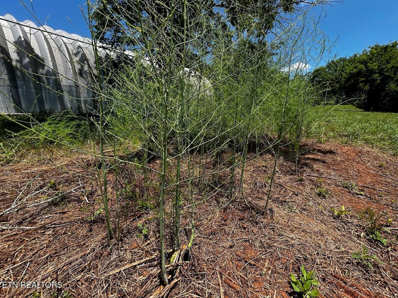 judd asparagus garden area - 573 S Judd Rd, Decatur, TN 37322