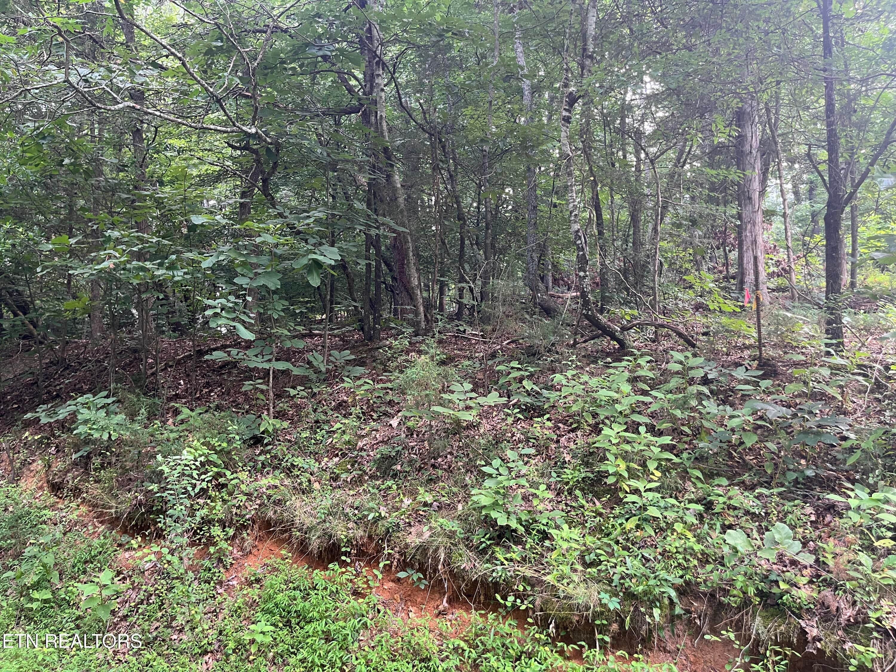 IMG_5502 - 3278 Hillside Rd, White Pine, TN 37890