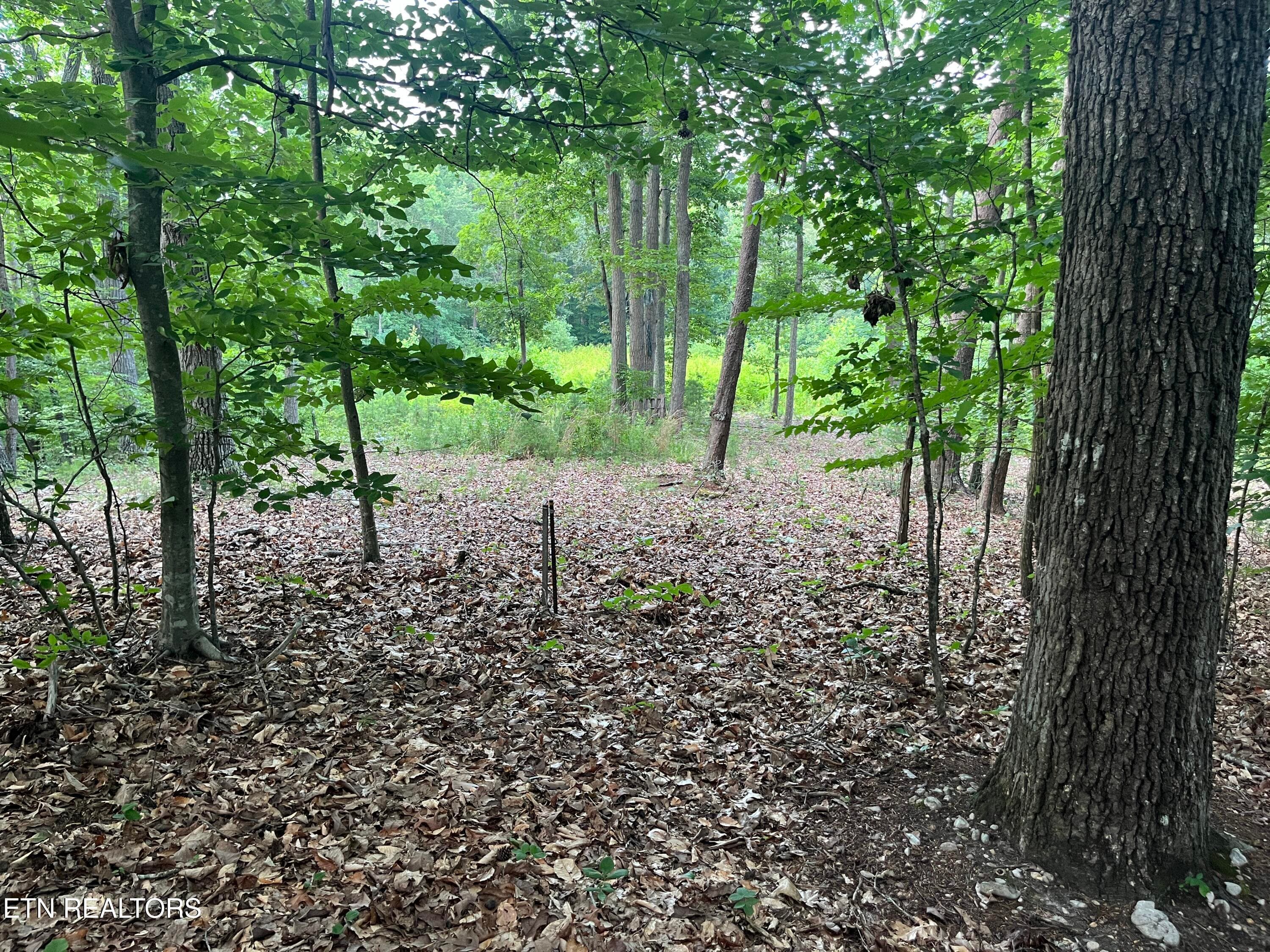 IMG_5509 - 3278 Hillside Rd, White Pine, TN 37890