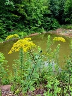 wildflowers by the pond jpeg - 5271 Vardy Blackwater Rd, Sneedville, TN 37869