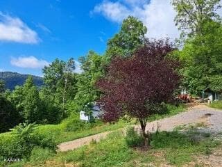 abundant fruit trees jpeg - 5271 Vardy Blackwater Rd, Sneedville, TN 37869