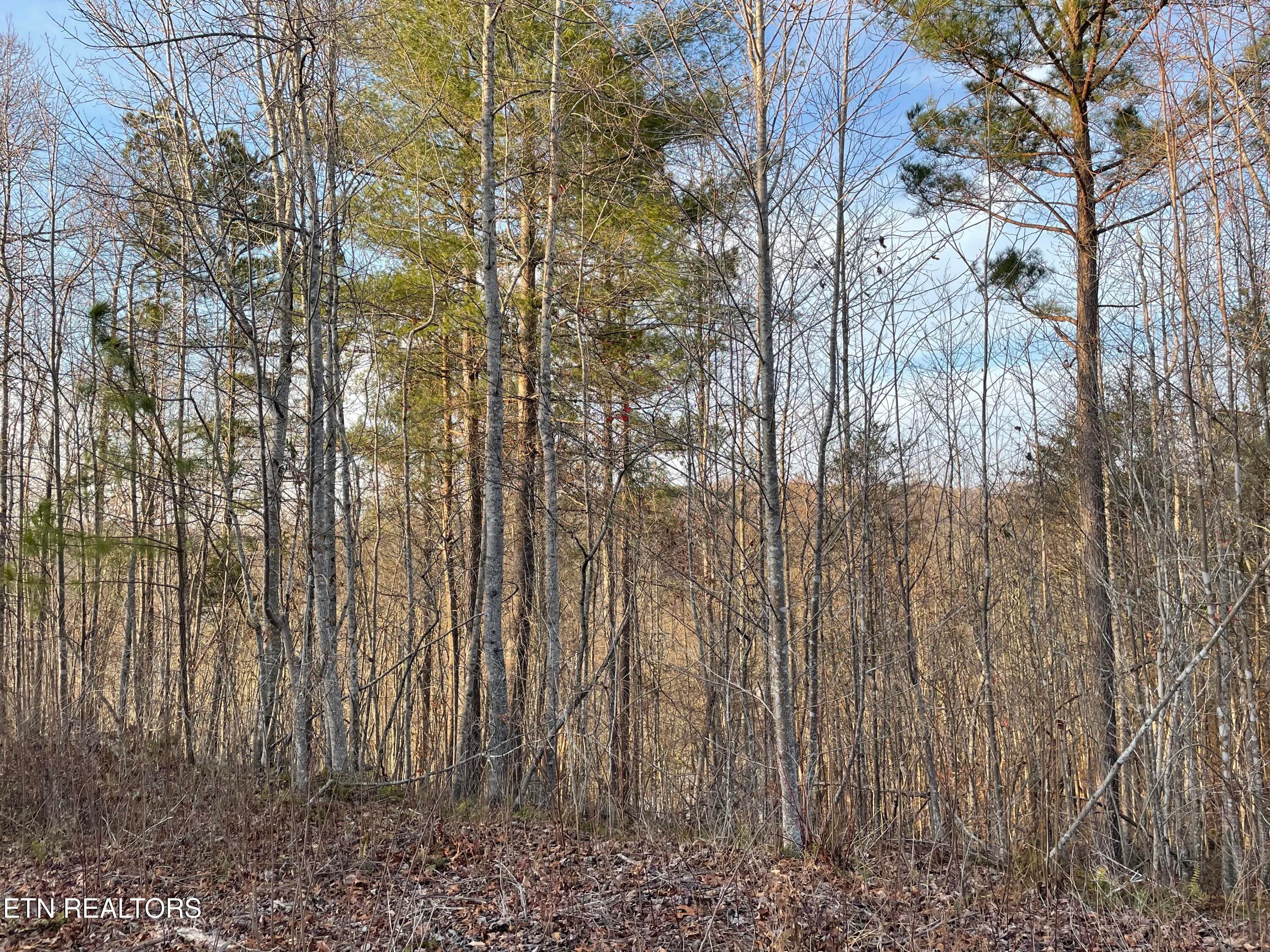 IMG_3692 - Vista Drive, Vonore, TN 37885
