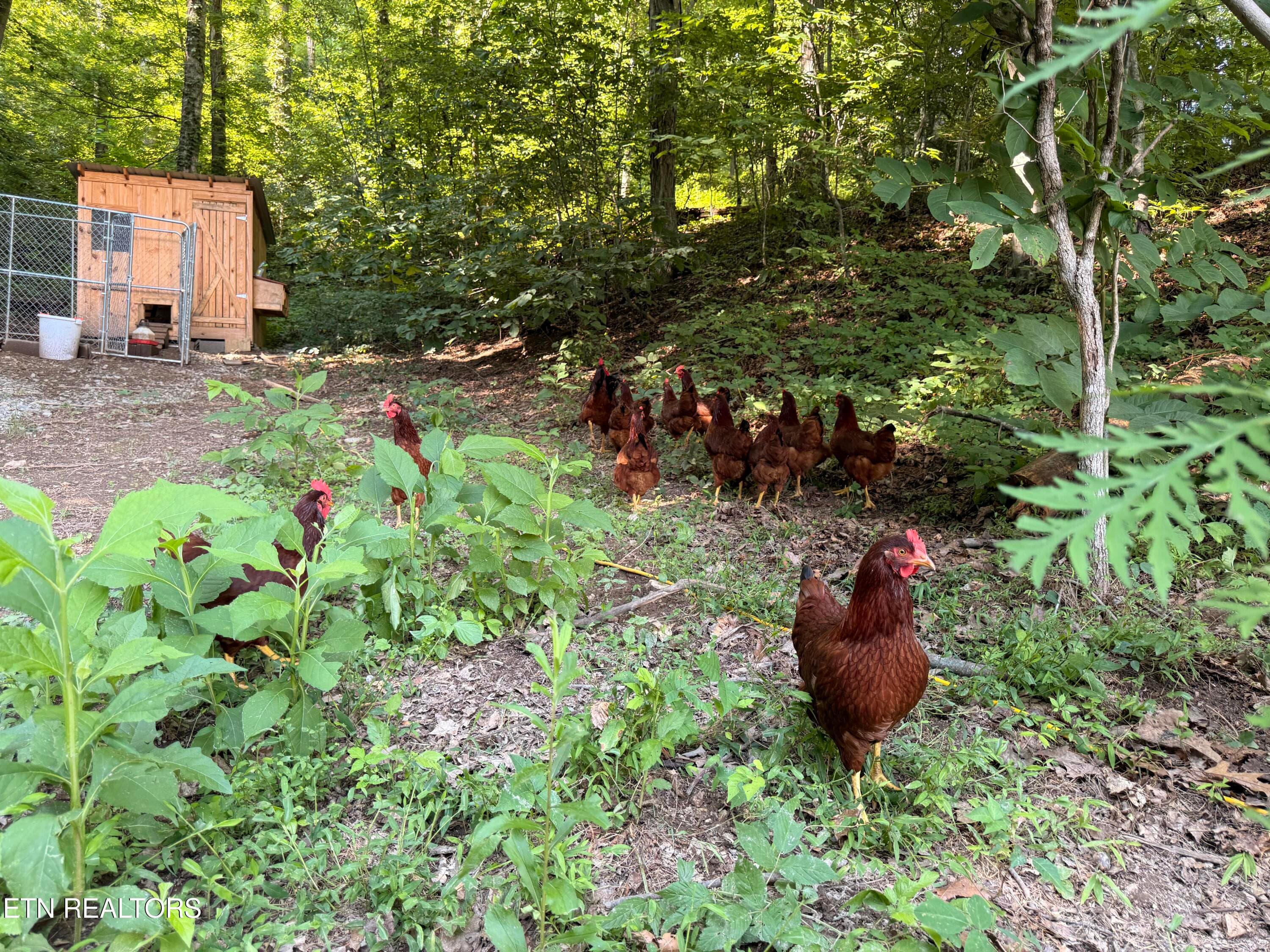 IMG_0906 - 4194 Little Sycamore Rd, Tazewell, TN 37879