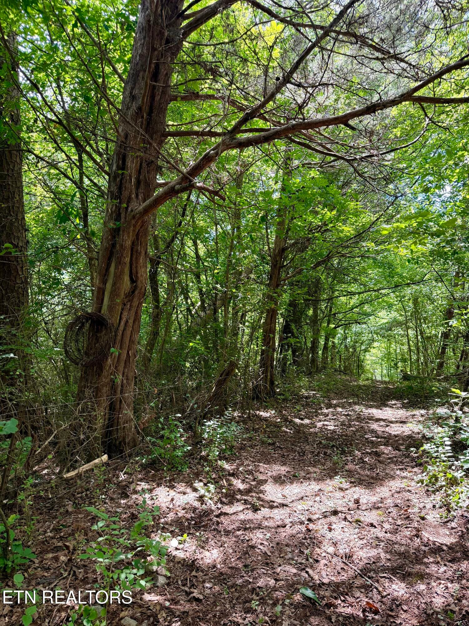 IMG_2698 - 119 Springhouse Rd, Powell, TN 37849, Powell