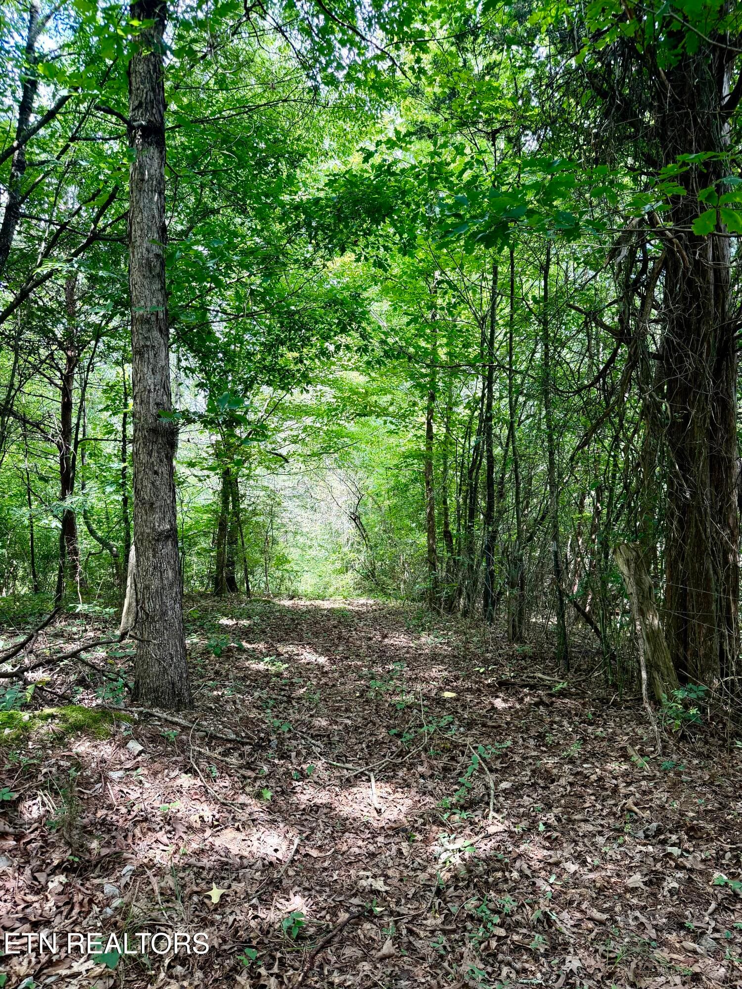 IMG_2693 - 119 Springhouse Rd, Powell, TN 37849, Powell