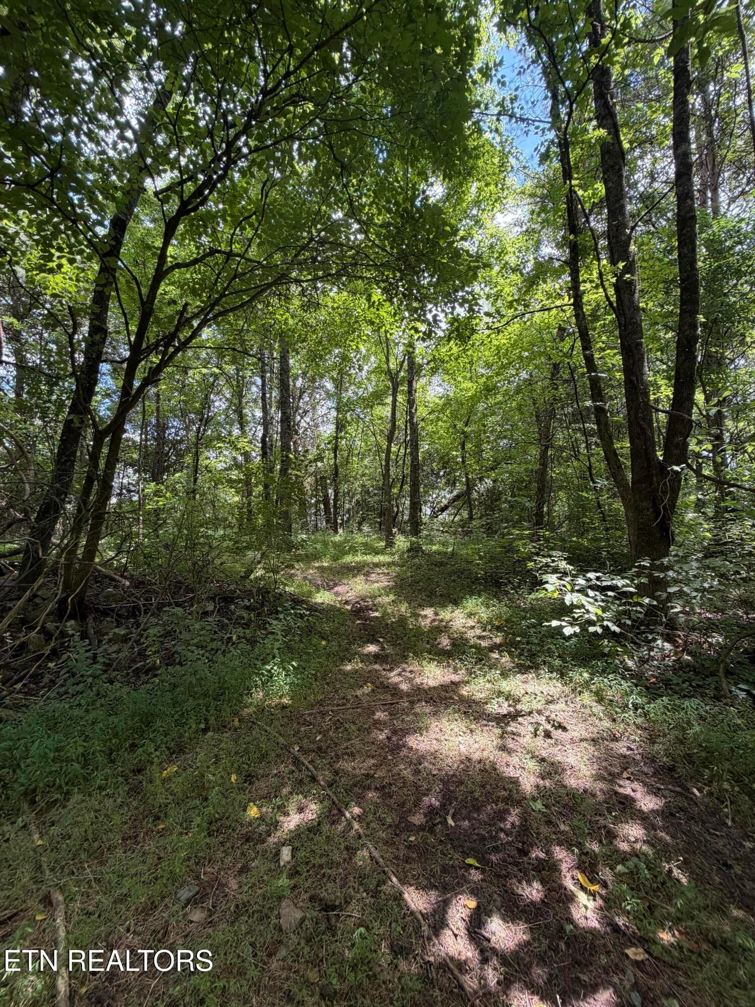 IMG_2686 - 119 Springhouse Rd, Powell, TN 37849, Powell