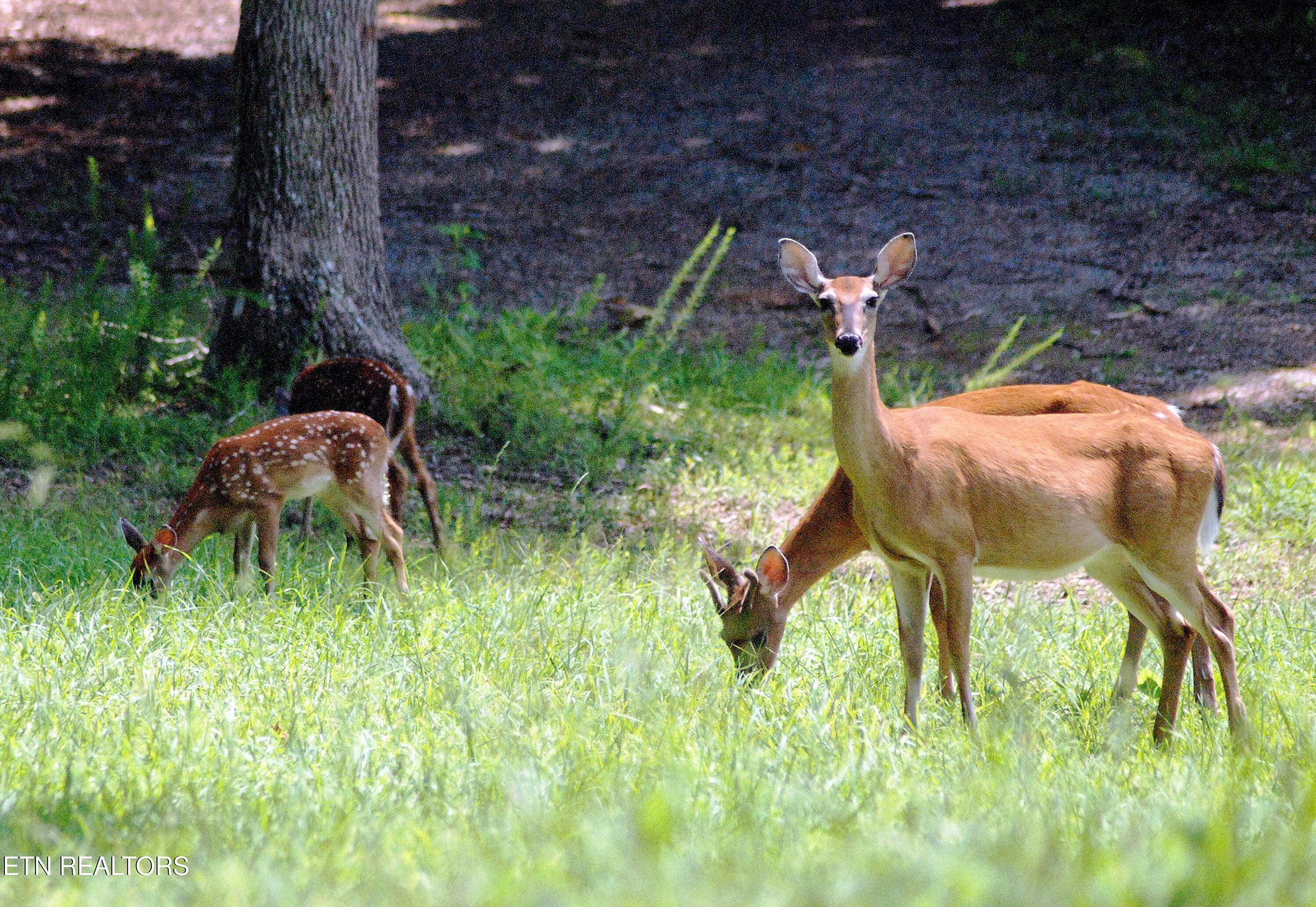 Deer - 114 E Harbor View Lane, LaFollette, TN 37766