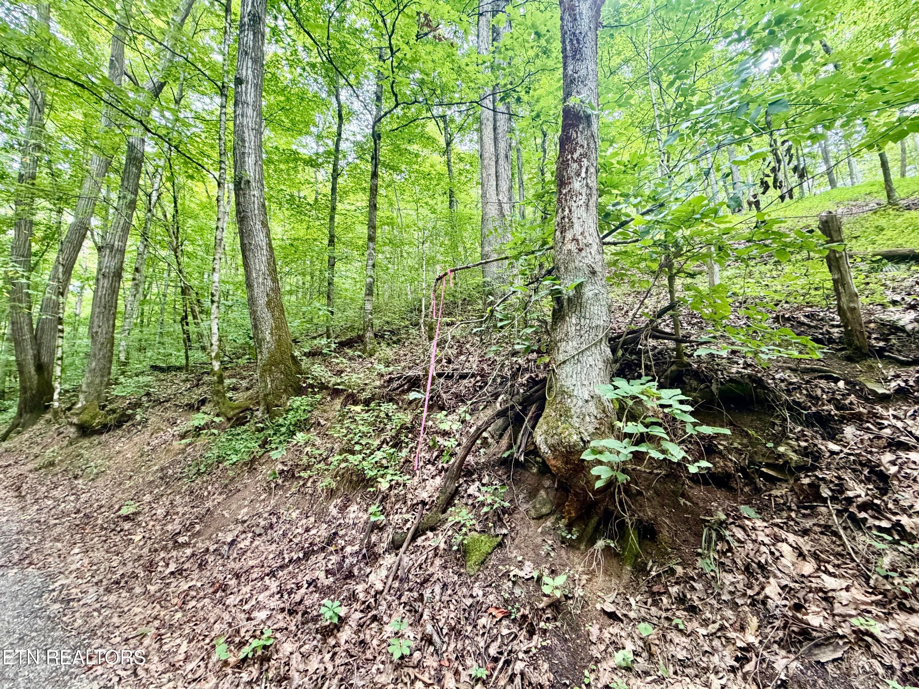 IMG_5155 - 1545 Estes Rd, Tazewell, TN 37879, Tazewell